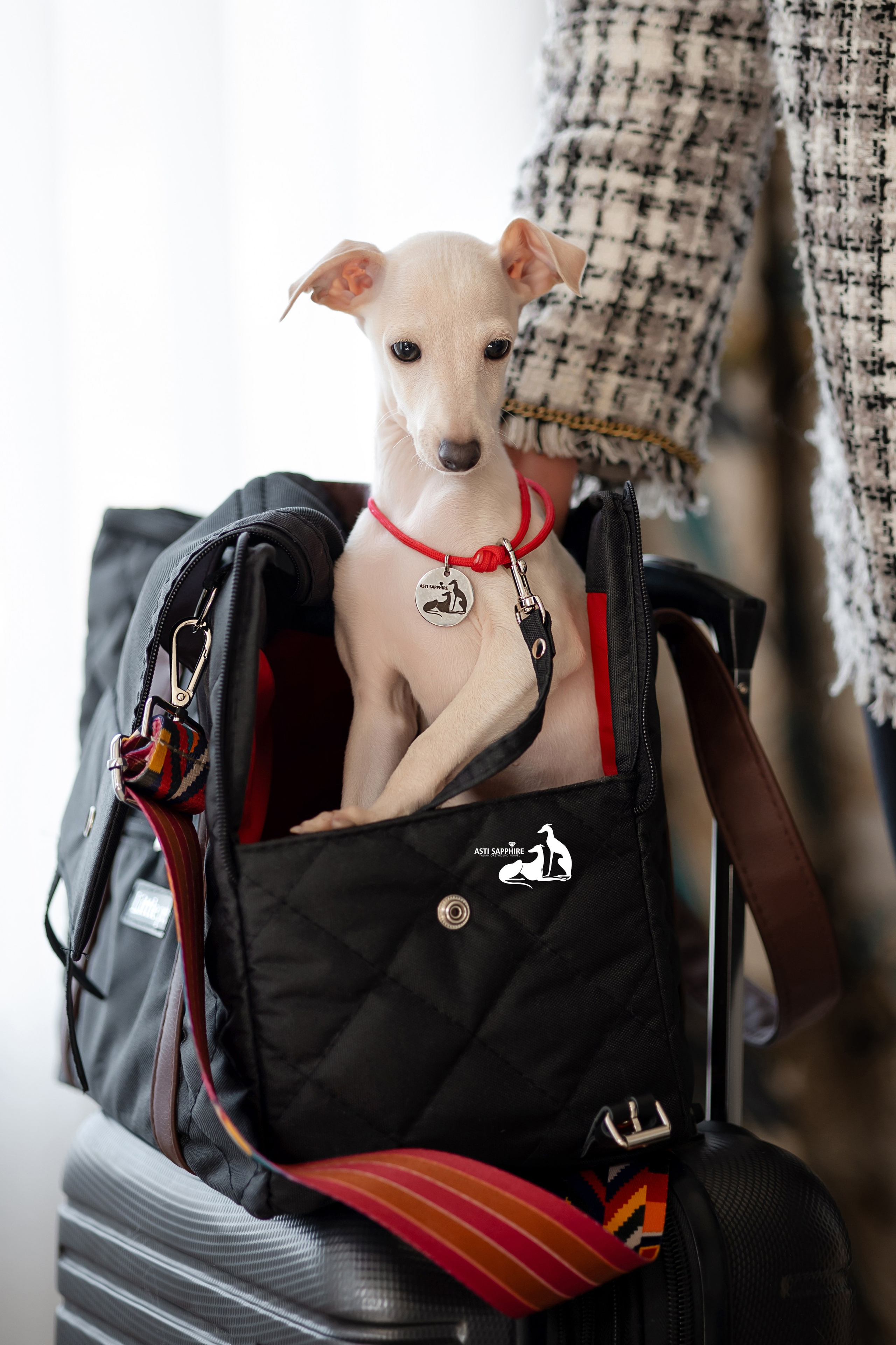 Левретки осенью. Фотограф-анималист в Краснодаре Маша Мельникова