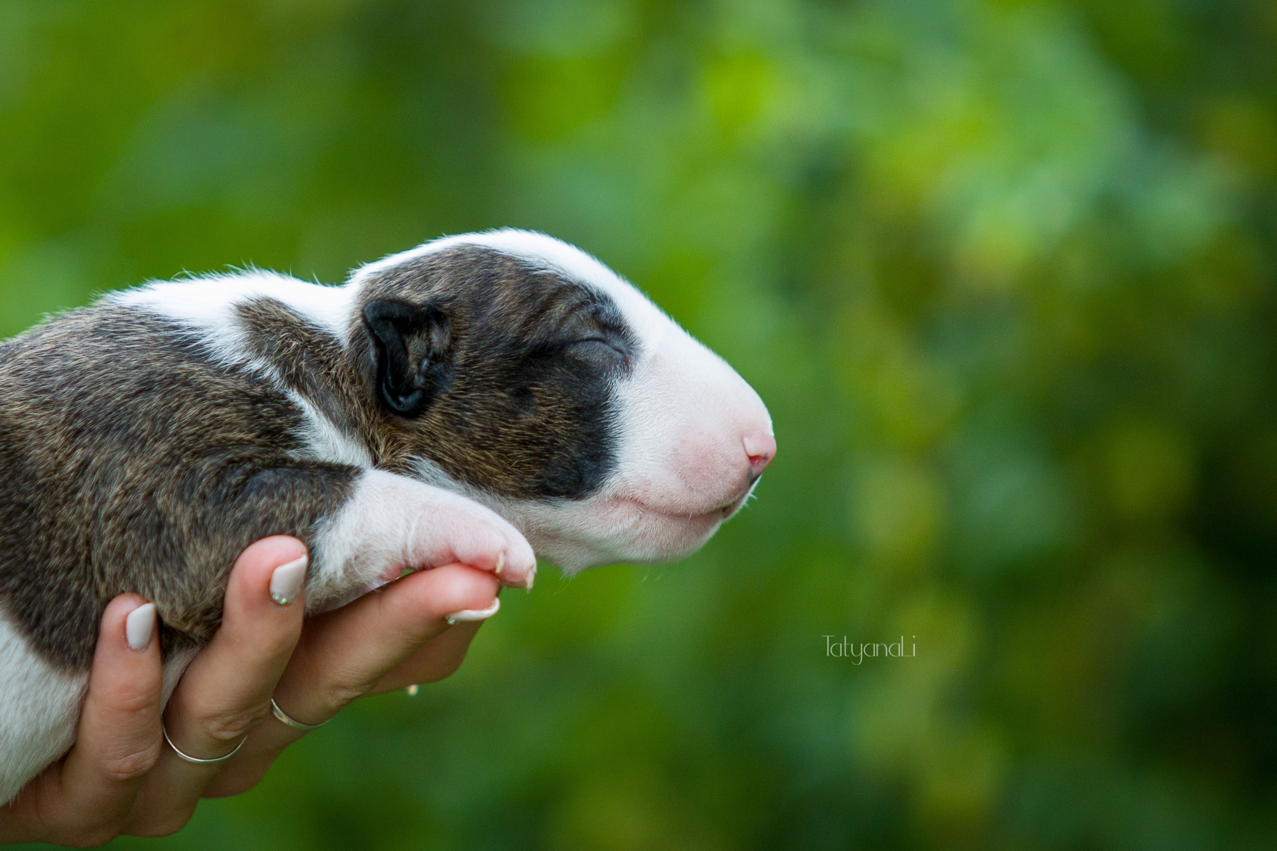 Стандартный бультерьер. Фотограф — анималист Татьяна Ли