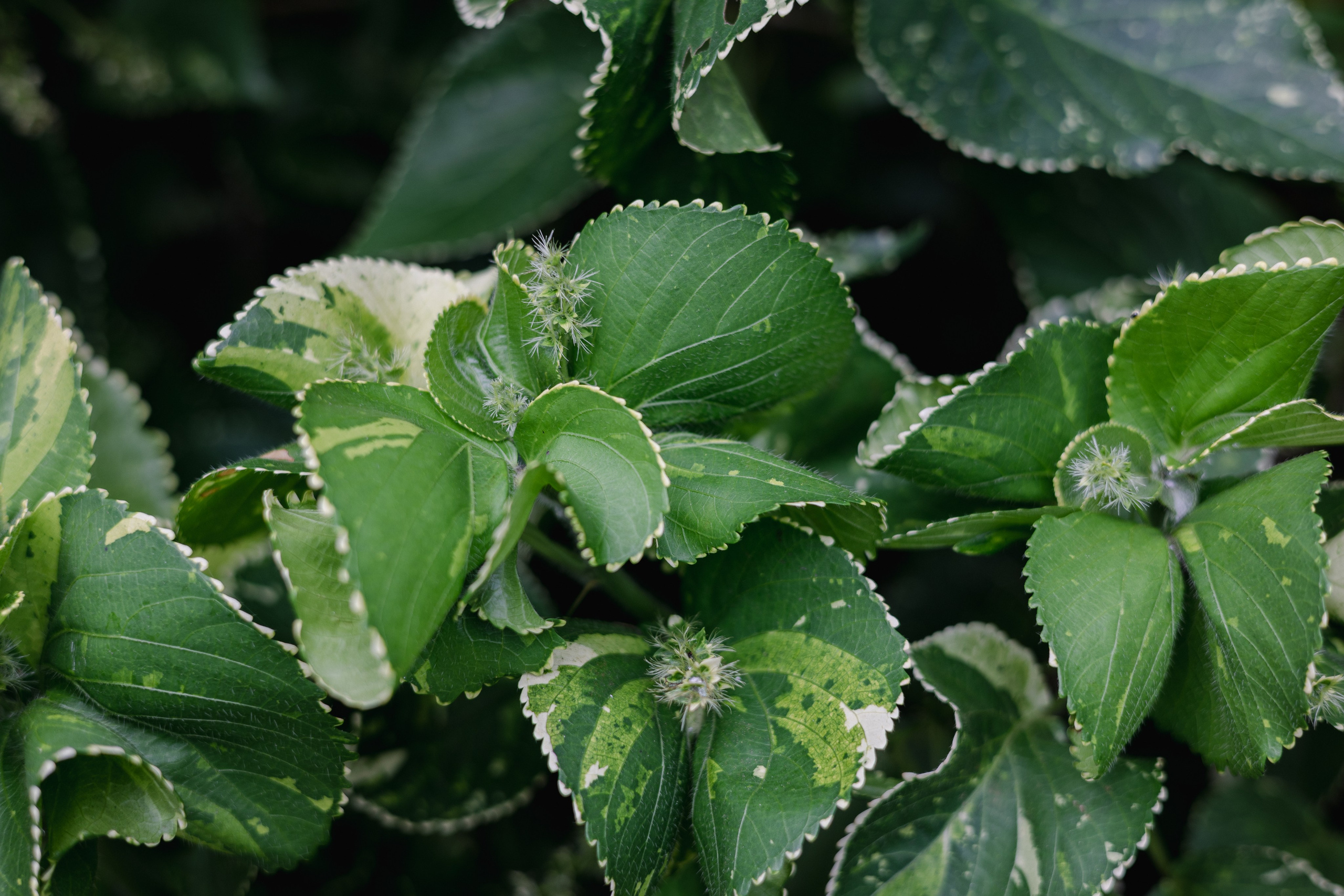 Weligama. Photographer Sonkina Tatiana (Tanya Ash)