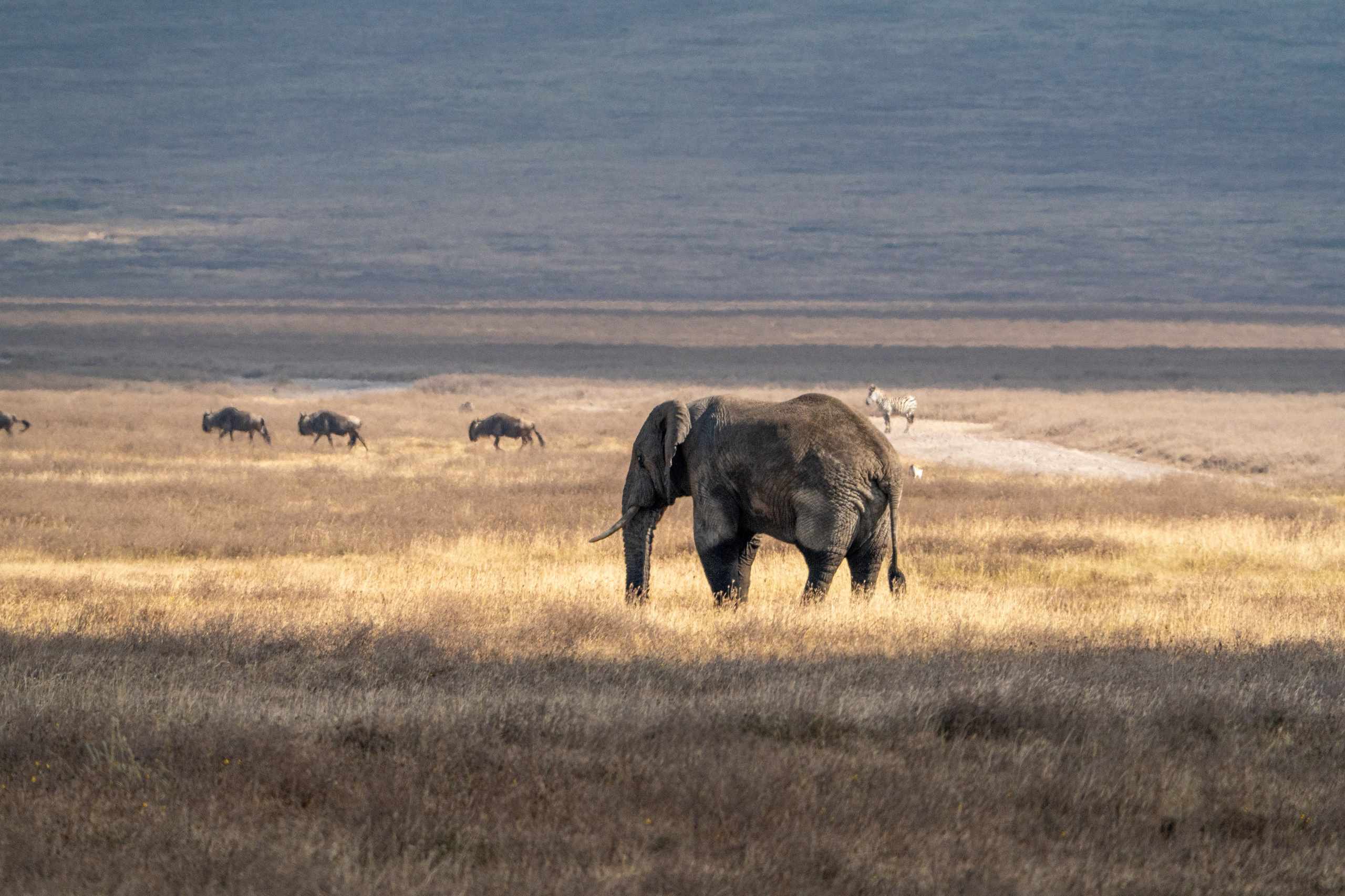 Танзания, сафари, 2025. Творческие сьемки