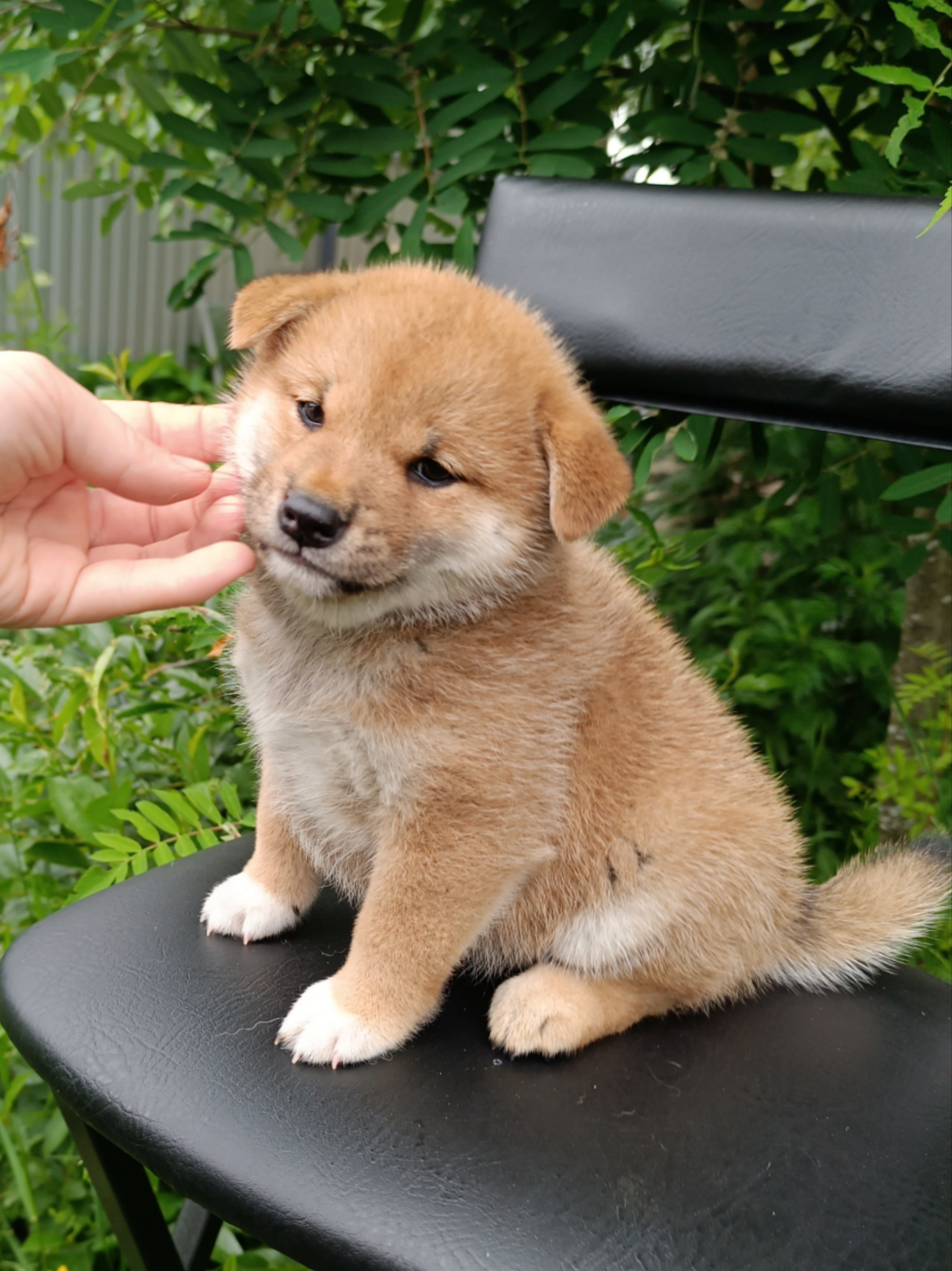 сиба питомник Рубилайт щенки на продажу rubylight  сиба щенки купить СПб Санкт-Петербург