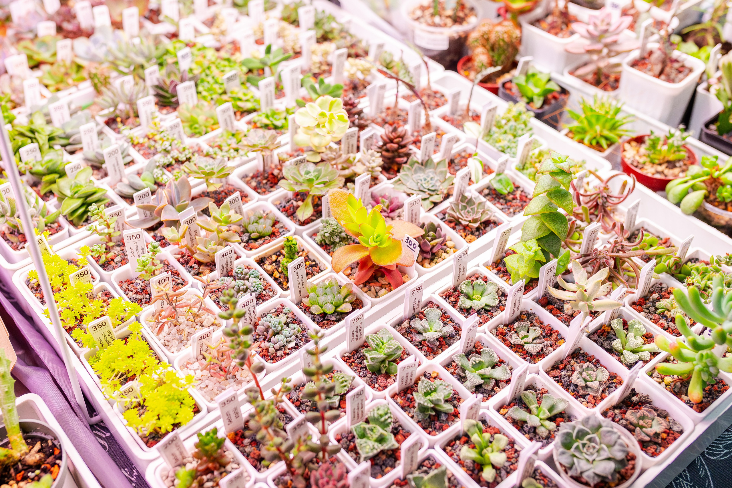 Орхидиум сентябрь 2025. Александра Куликова фотограф, Москва