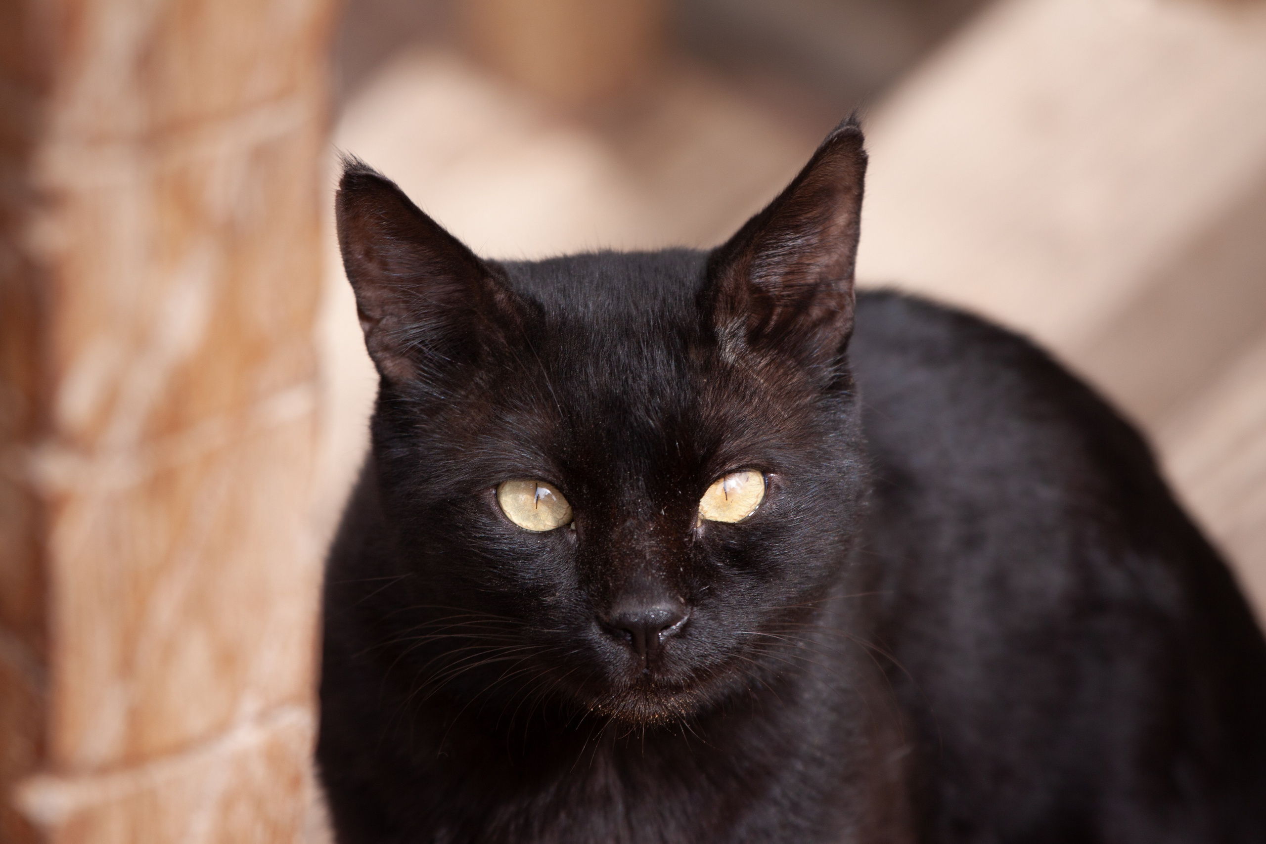 Рубрика Котиков. Дария Галямова — фотограф: открытый, творческий, коммерческий