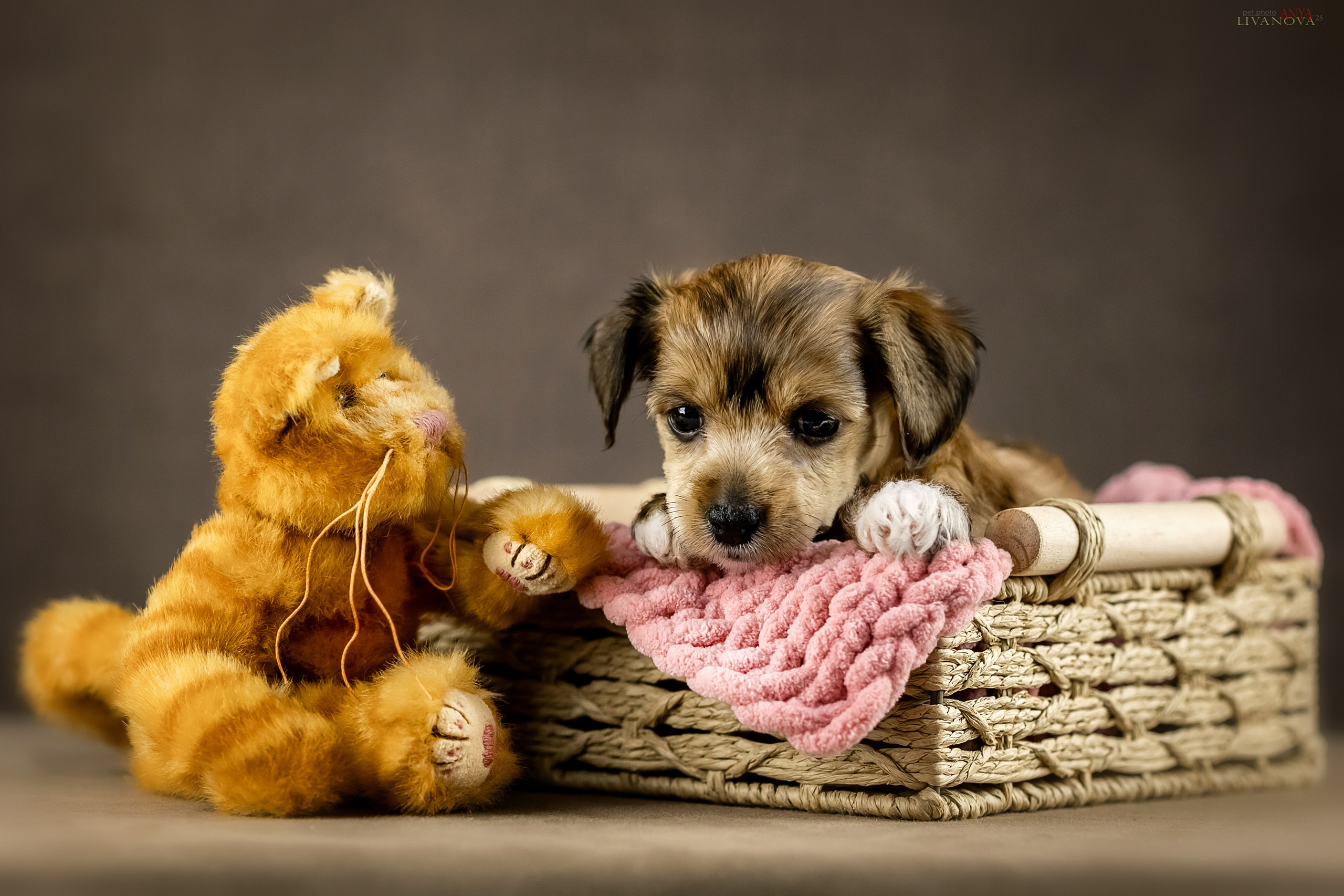 КХС. Фотограф анималист Аня Ливанова | Рыбинск