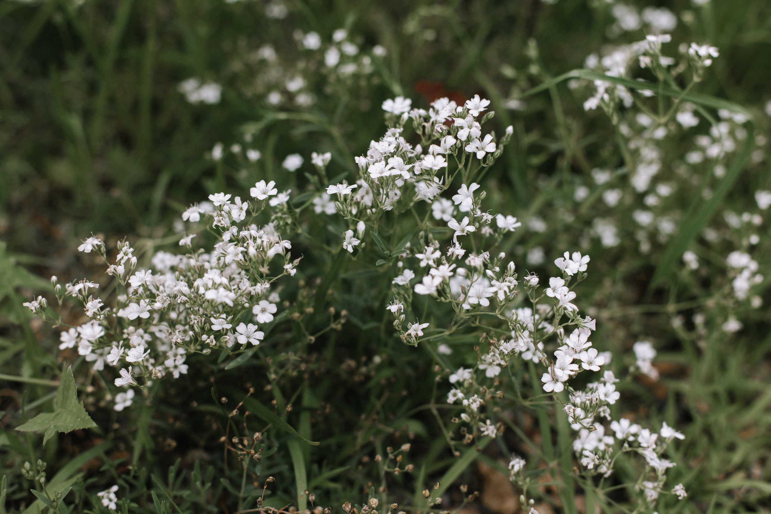 Сезон пионов. Фотограф Елена Краснопевцева