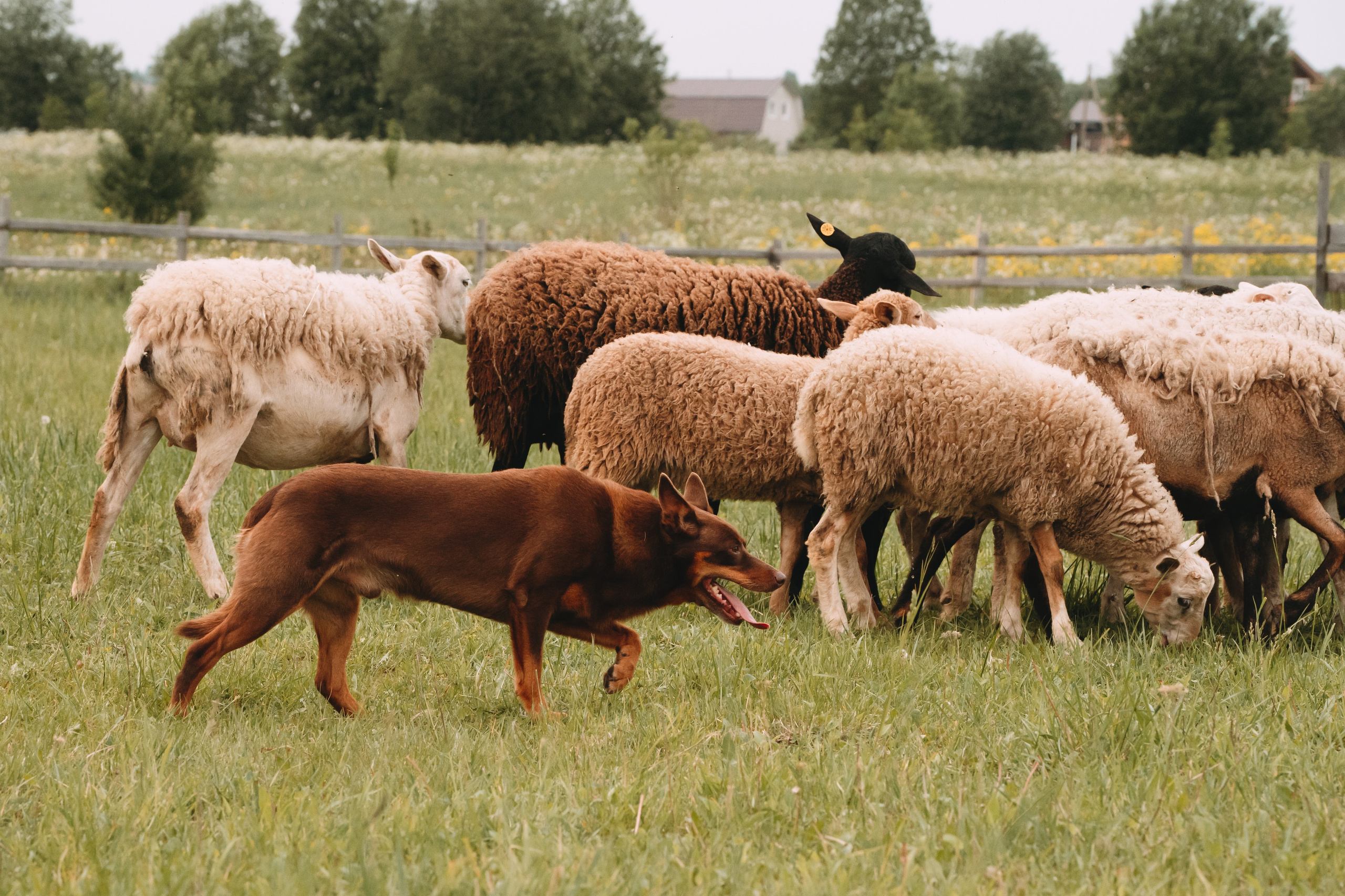 Состязания по пастушьей службе 1-2.06.24, Заостровье. Фотограф-анималист Анастасия Большакова