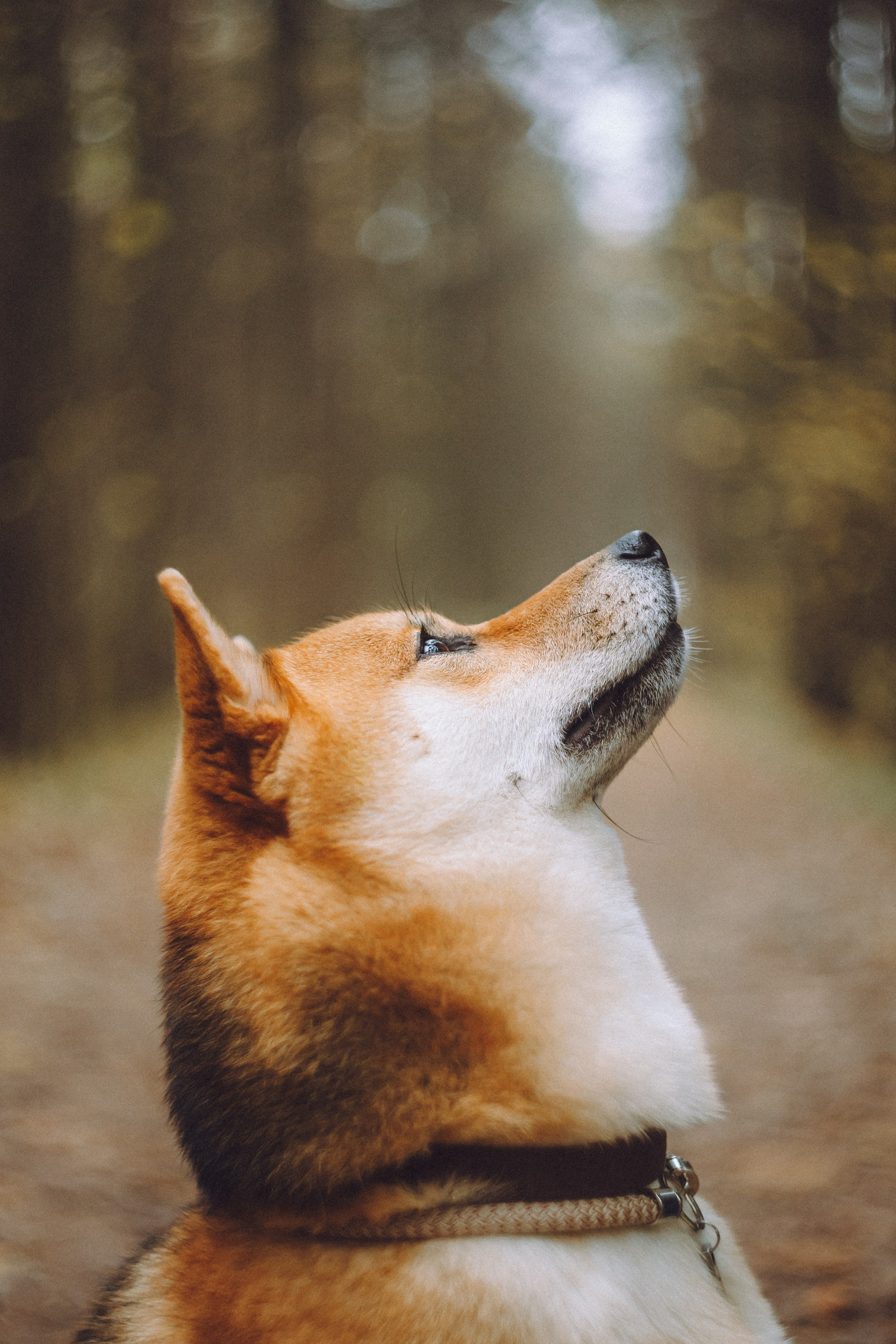 Настя, Юра и Скай