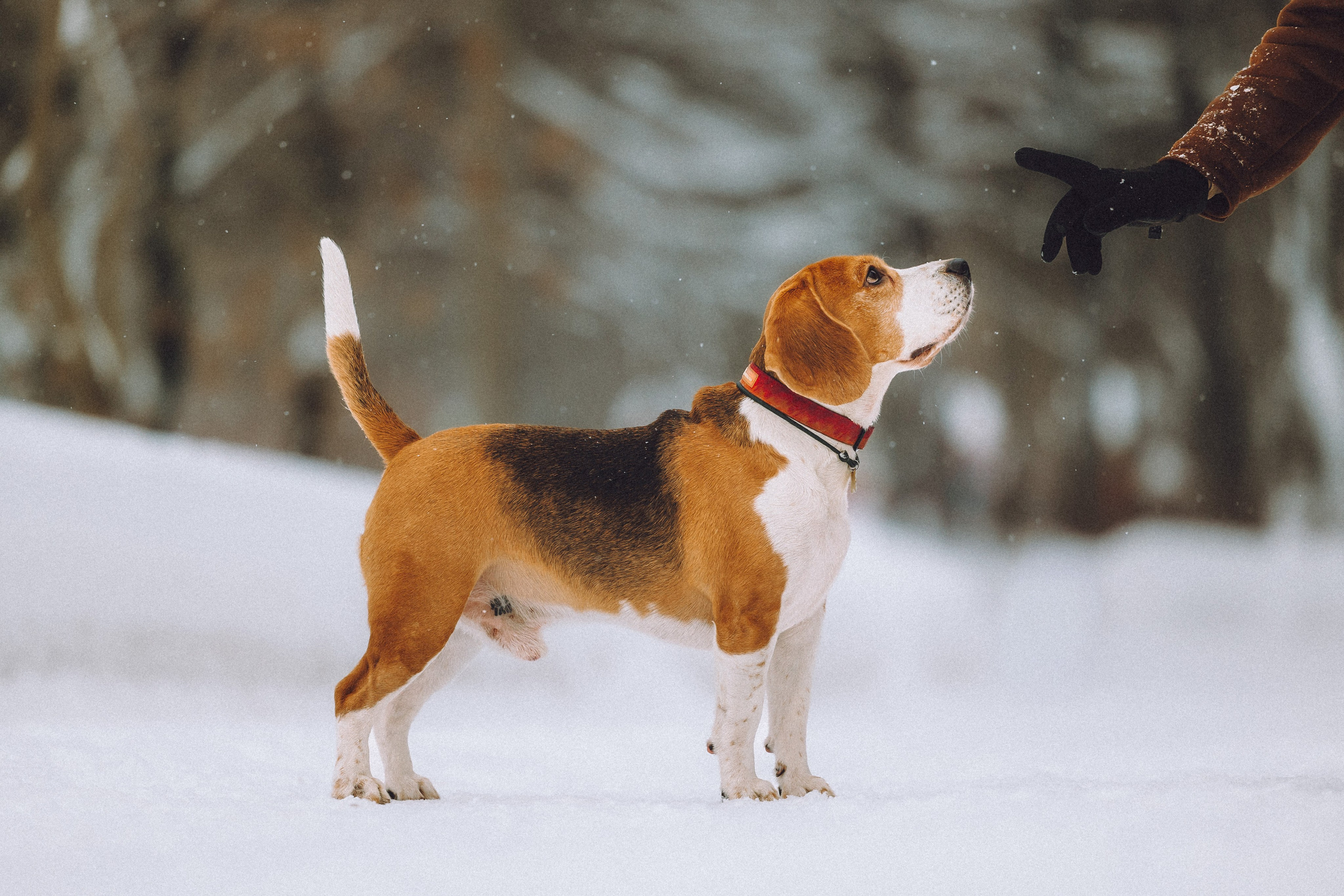Роман, Портер и Коррес