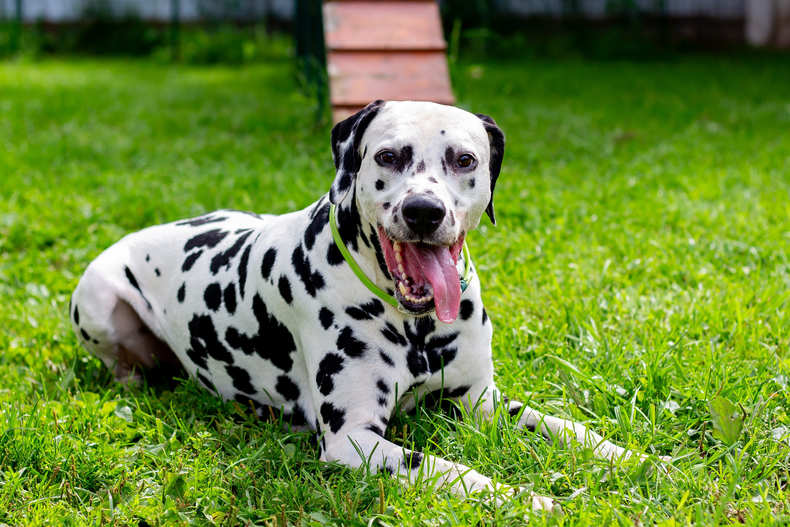 Собачья жизнь — Зоогостиница «Счастливые мечтатели». Фотограф • Орехово-Зуево • Балашиха • TEFO