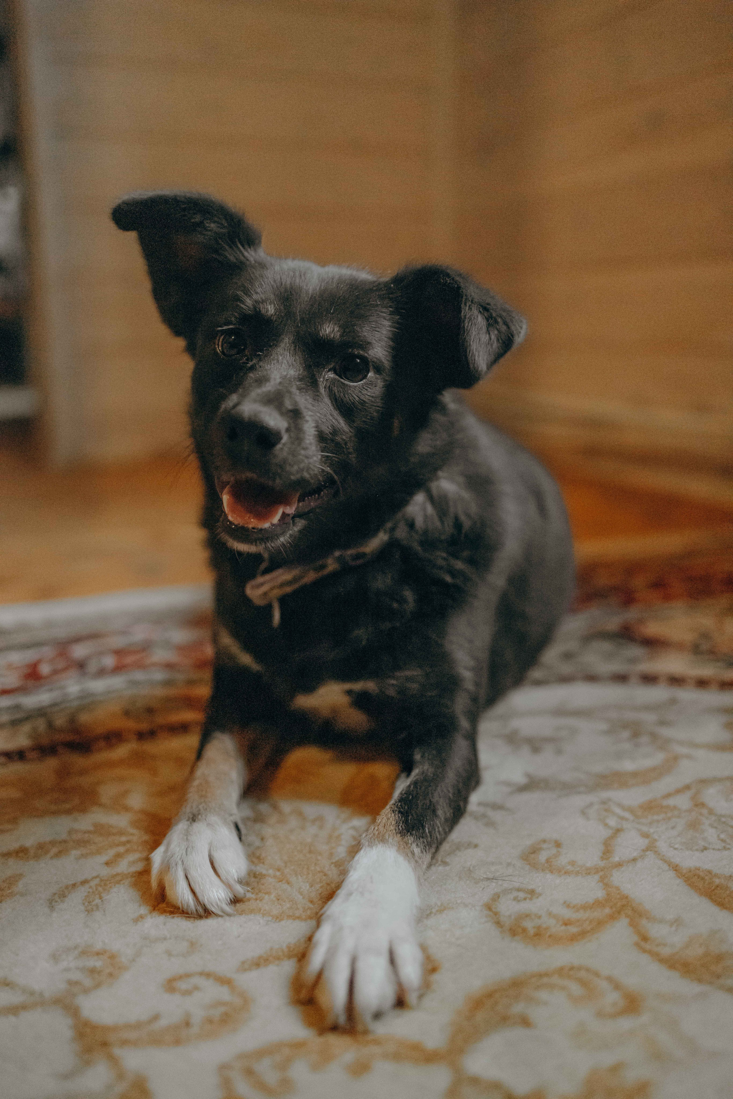 Передержка. Фотограф-анималист в Москве Лера Черноног