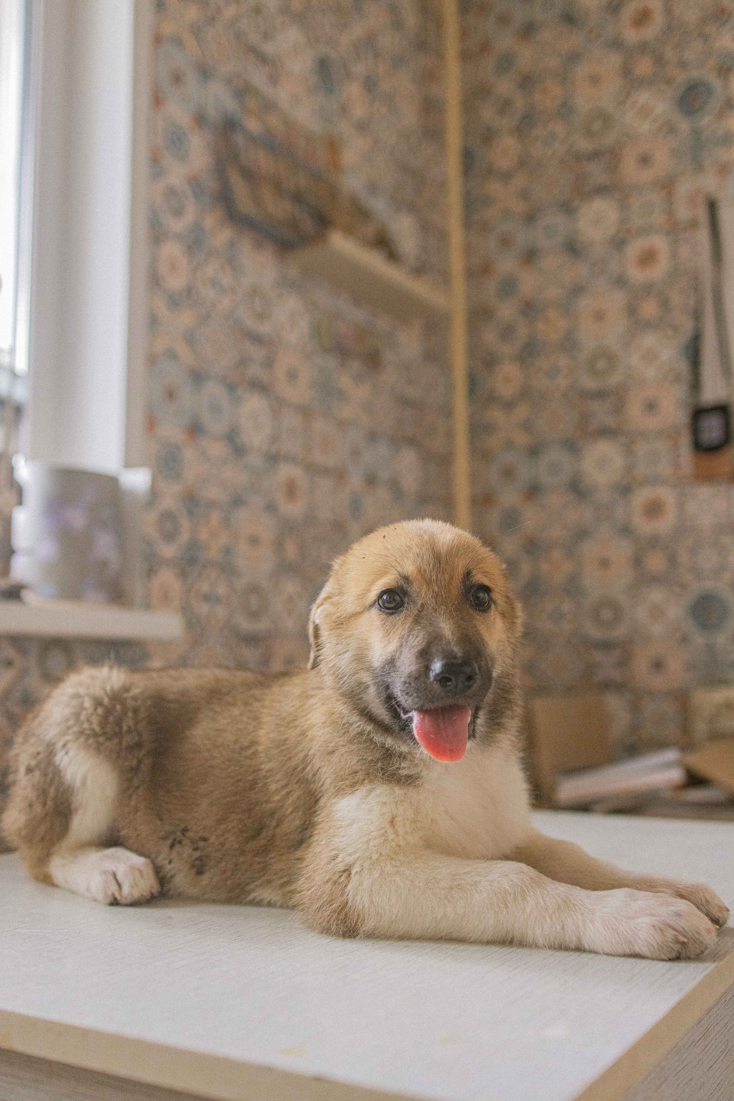 Щеночки на кухне. Фотограф-анималист в Москве Лера Черноног