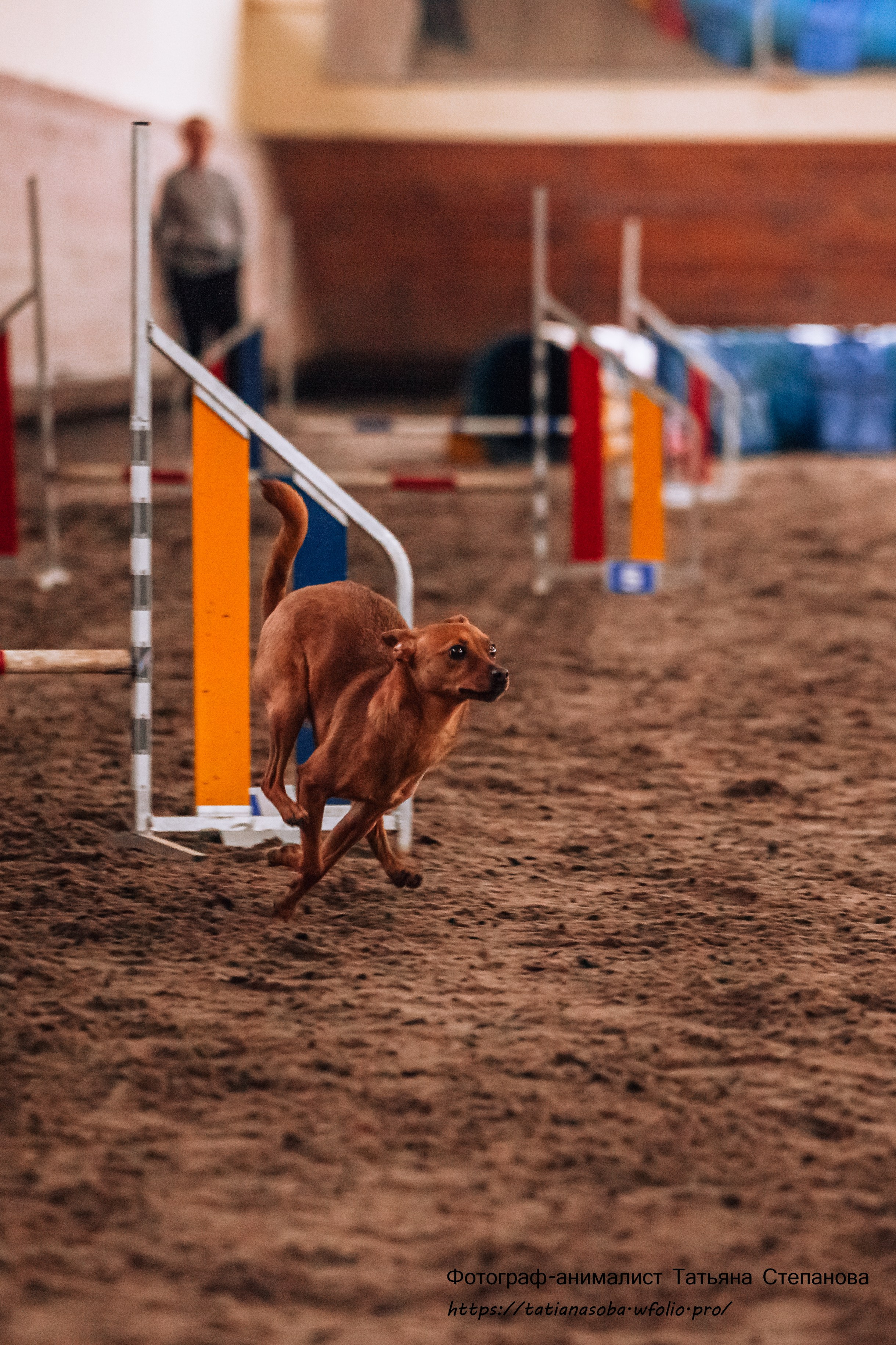 Соревнования по Аджилити 25.02.2024. Фотограф-анималист Татьяна Степанова