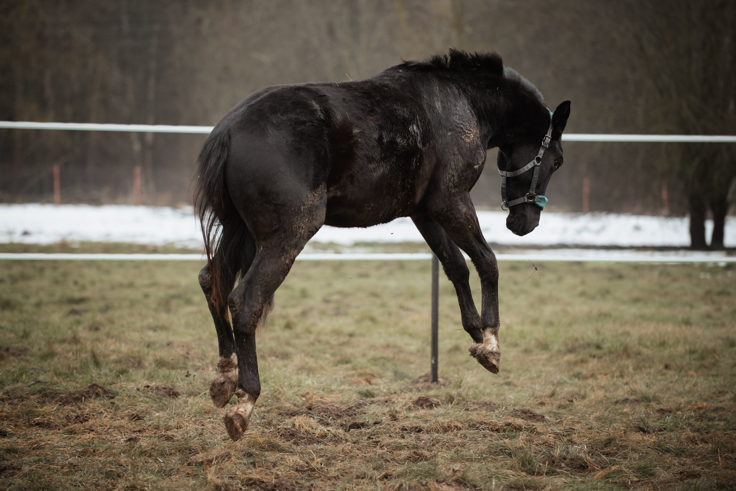 Мелкаши ЮНА. Куракина Дарья • Конный фотограф