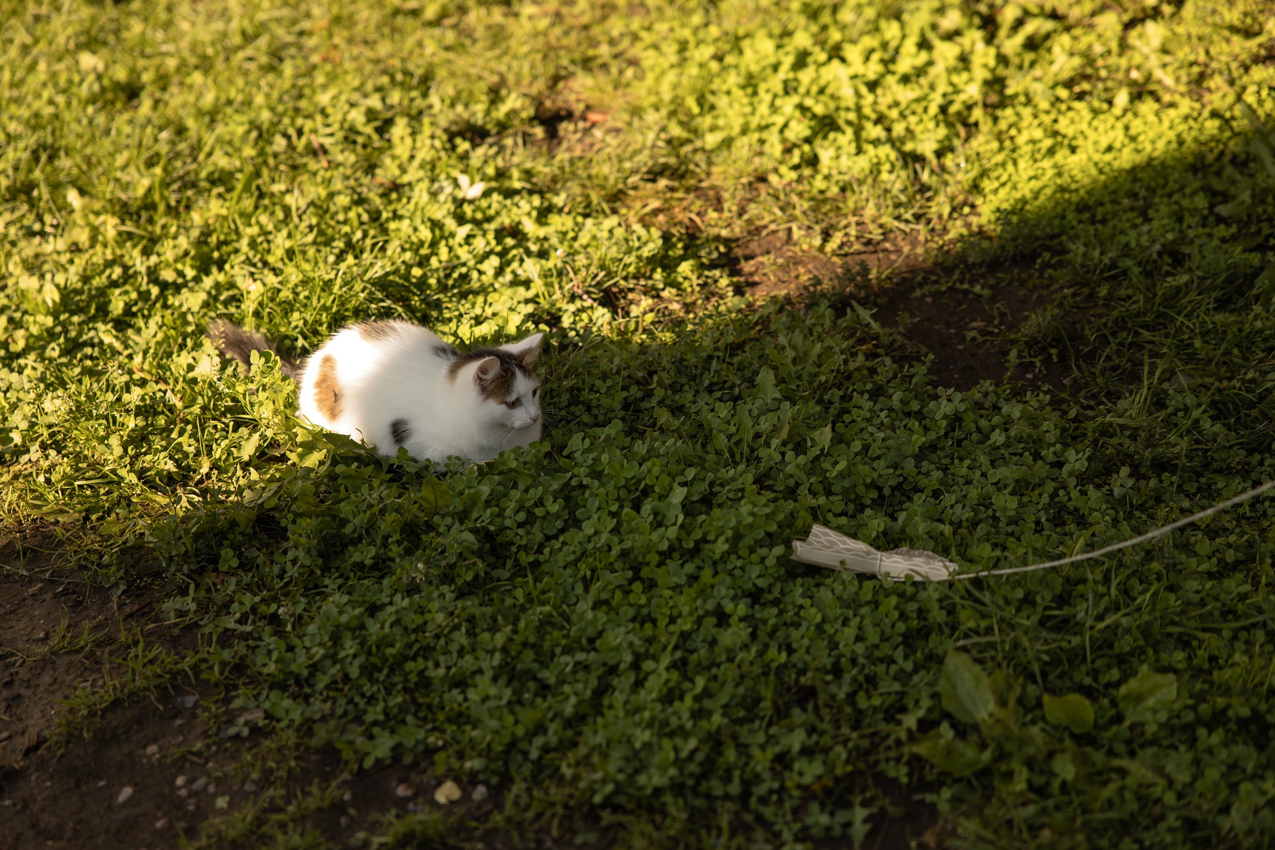 Никита, Катя, Тася, Бодя и Варя. Свадебный и Семейный фотограф по всему миру Анна Фёдорова