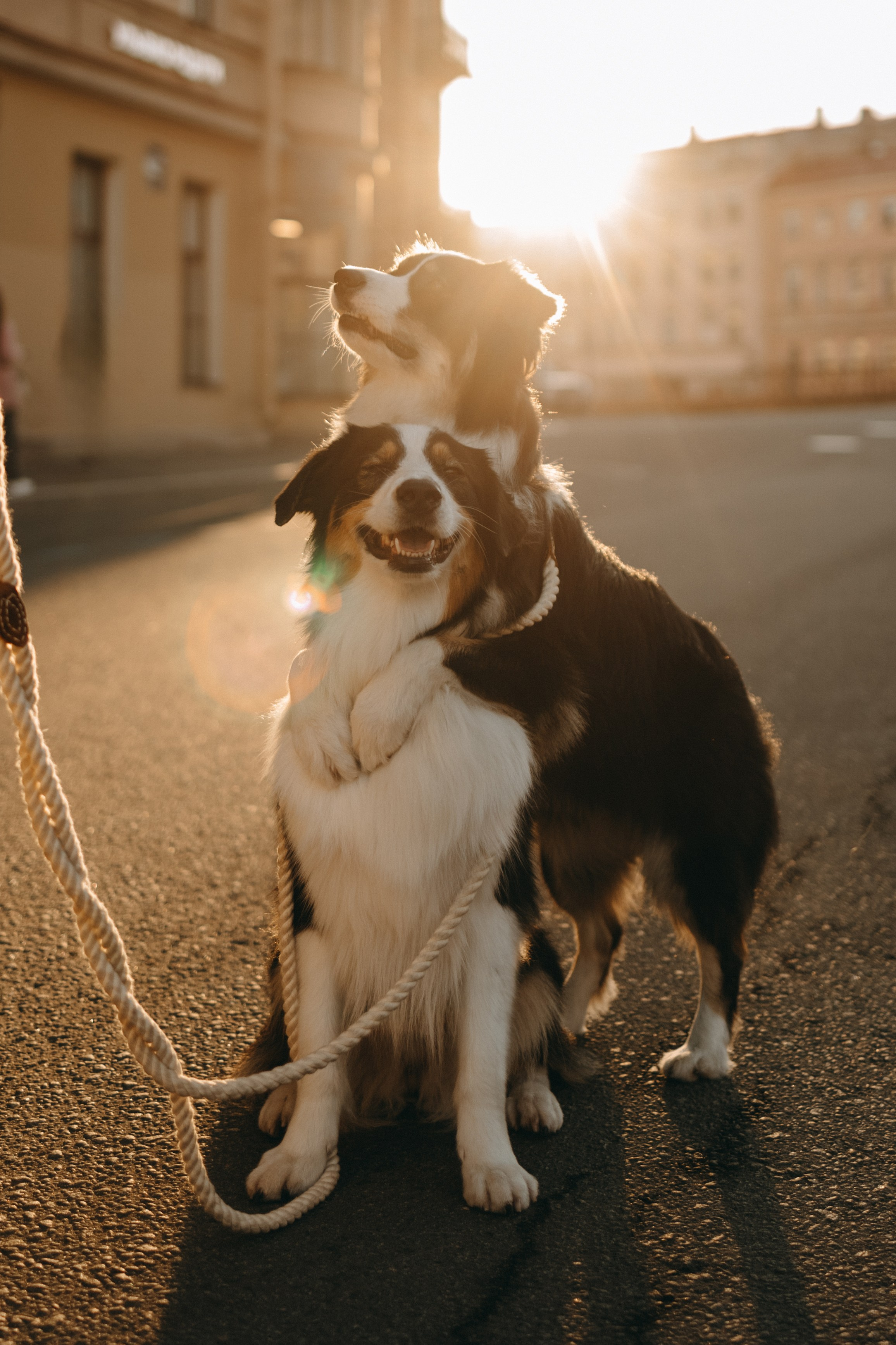 Катя и ее девочки. Фотограф — Анималист | Санкт-Петербург