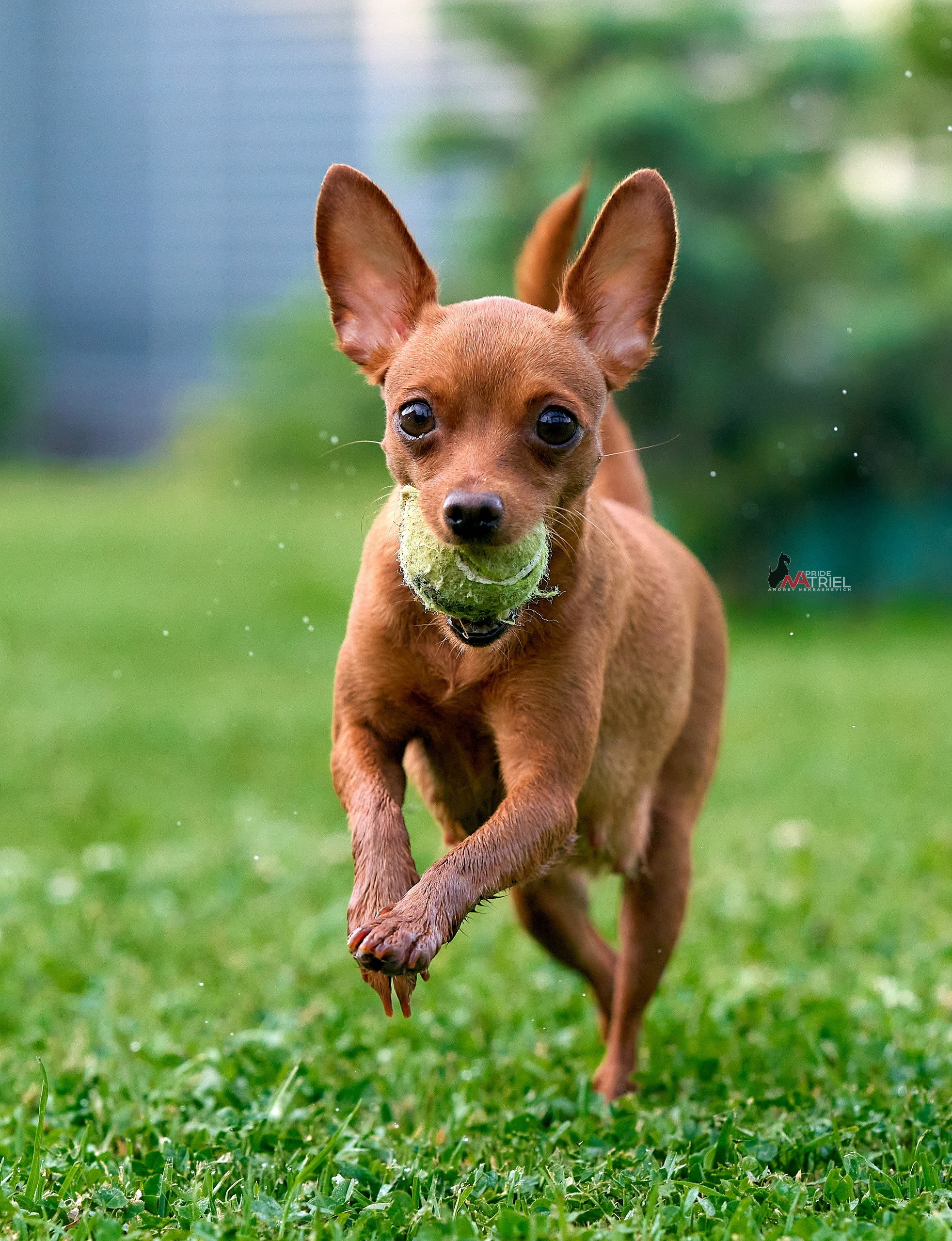 Прогулка в движении — галерея NATRIEL