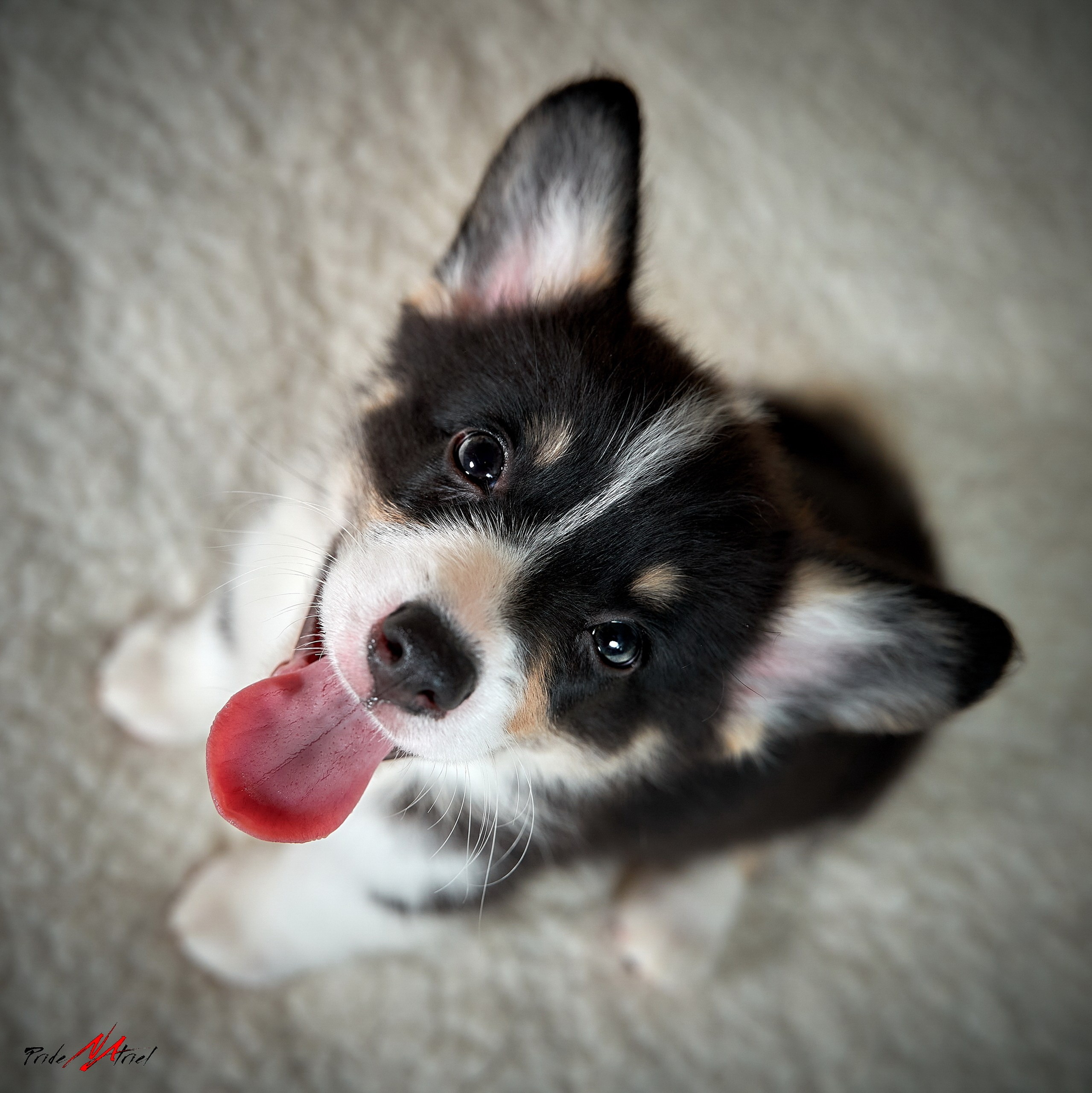 Щенки дома — галерея NATRIEL