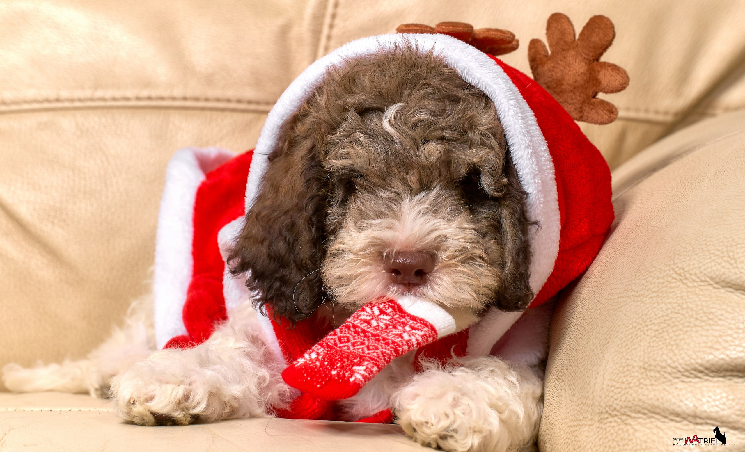 Съемка щенков лаготто дома с мобильным светом