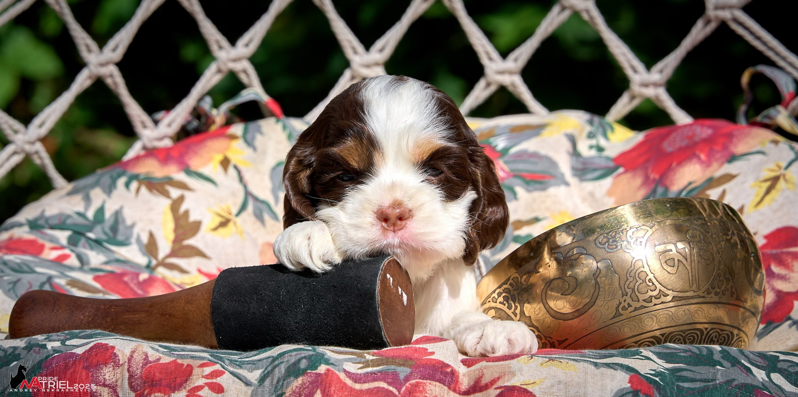 Щенки АмКокеров