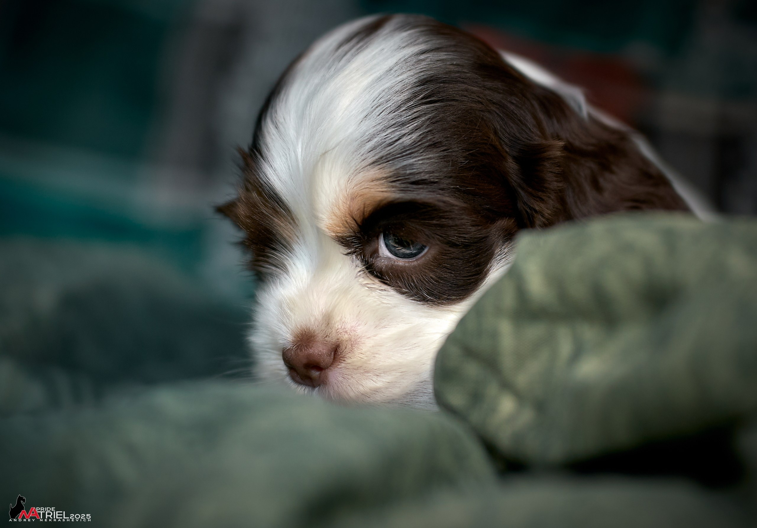 Щенки АмКокеров