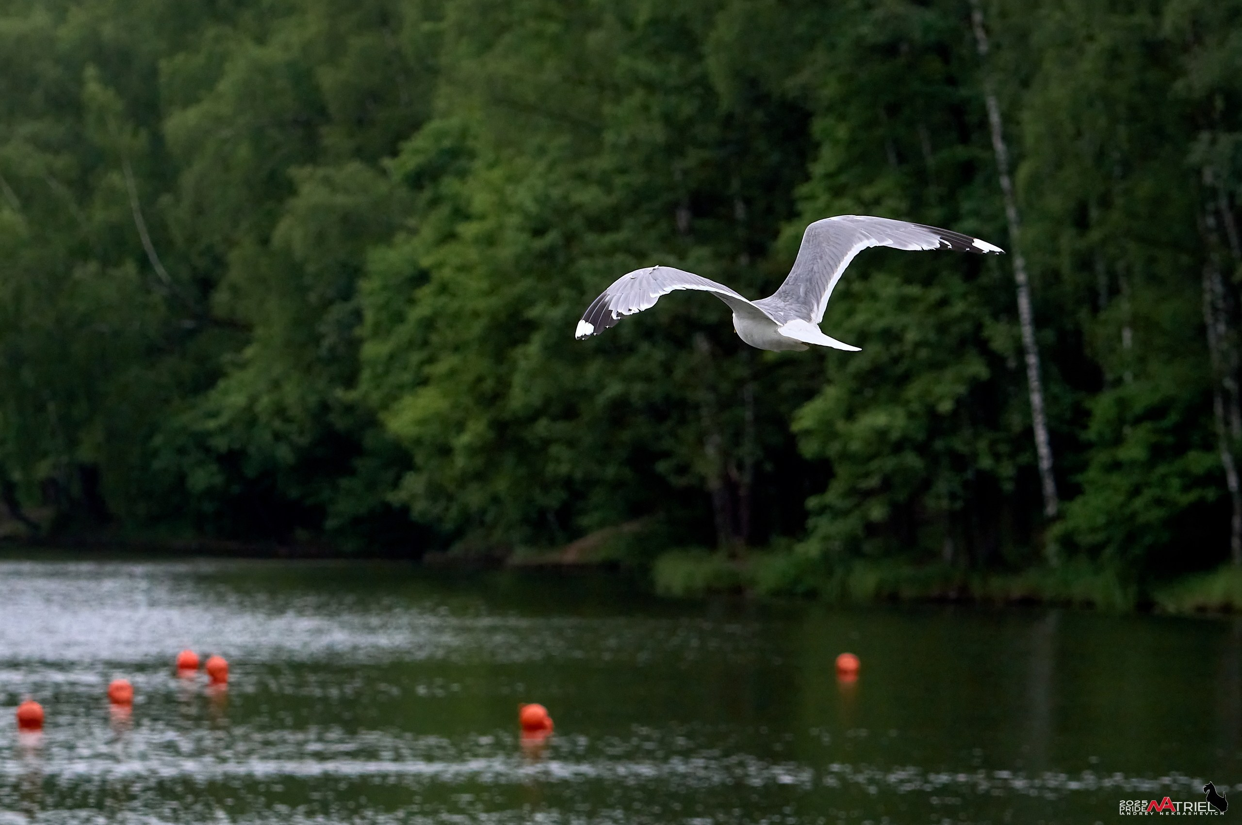 Съемка в парке на воде