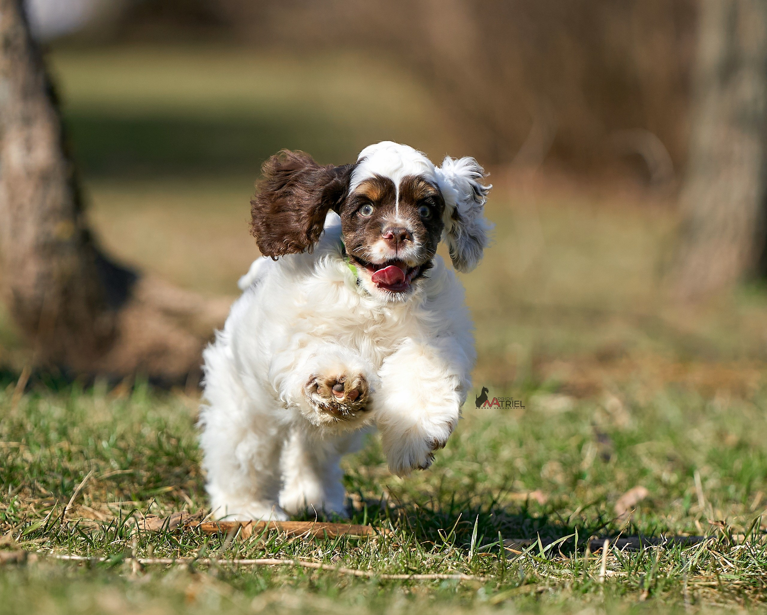 Прогулка со щенком