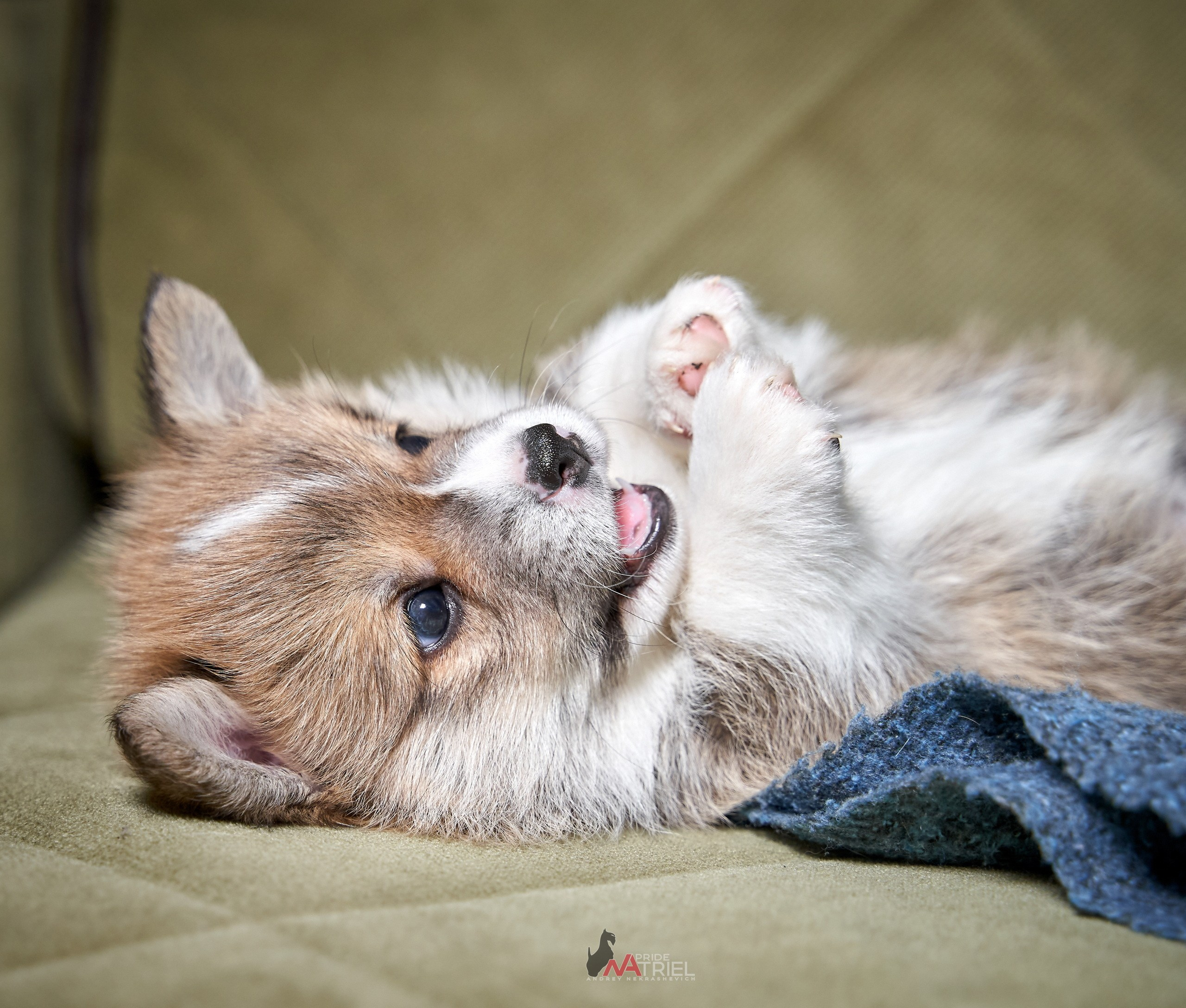 Щенки дома — галерея NATRIEL