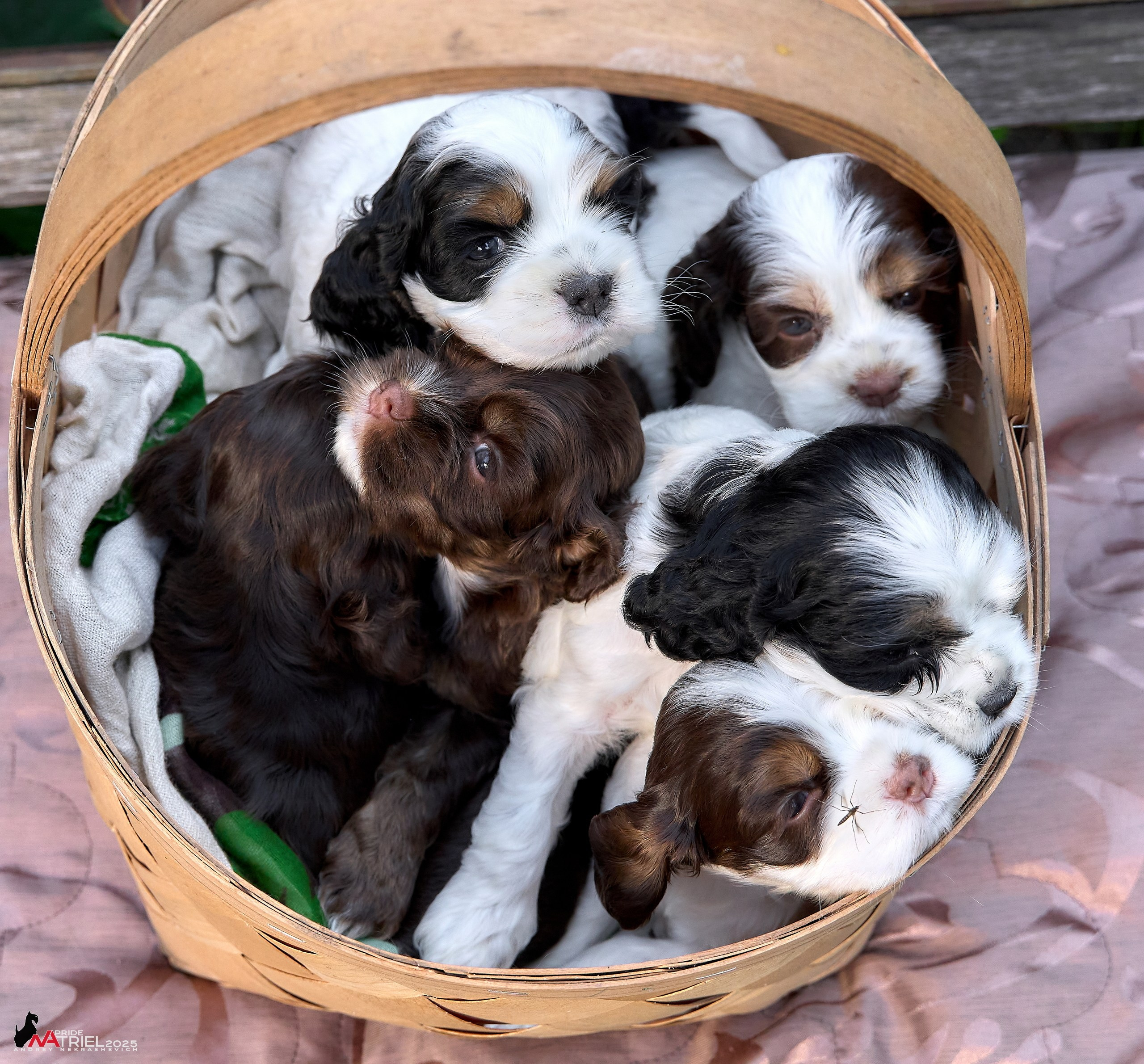 Щенки АмКокеров