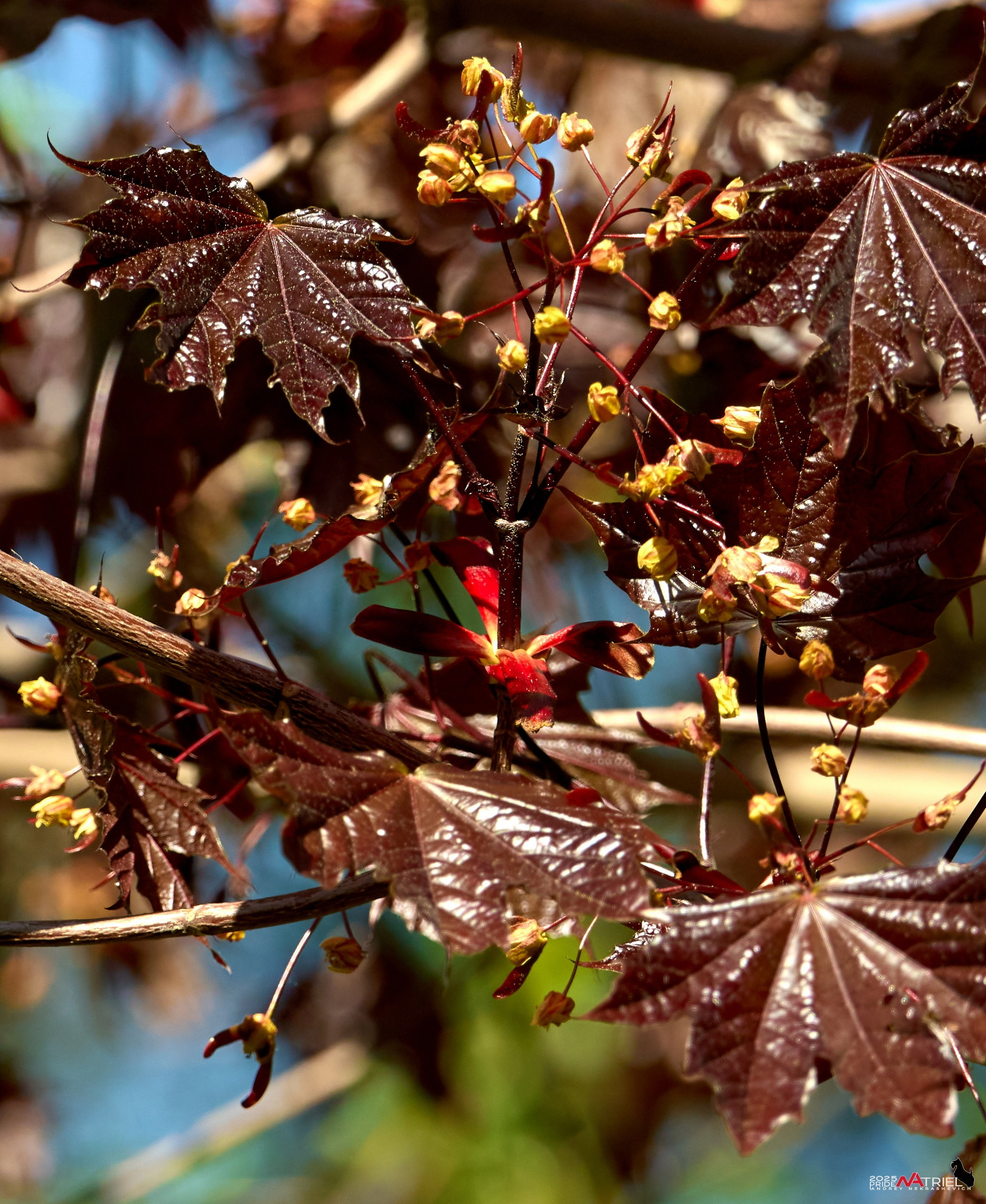 Птички и цветочки