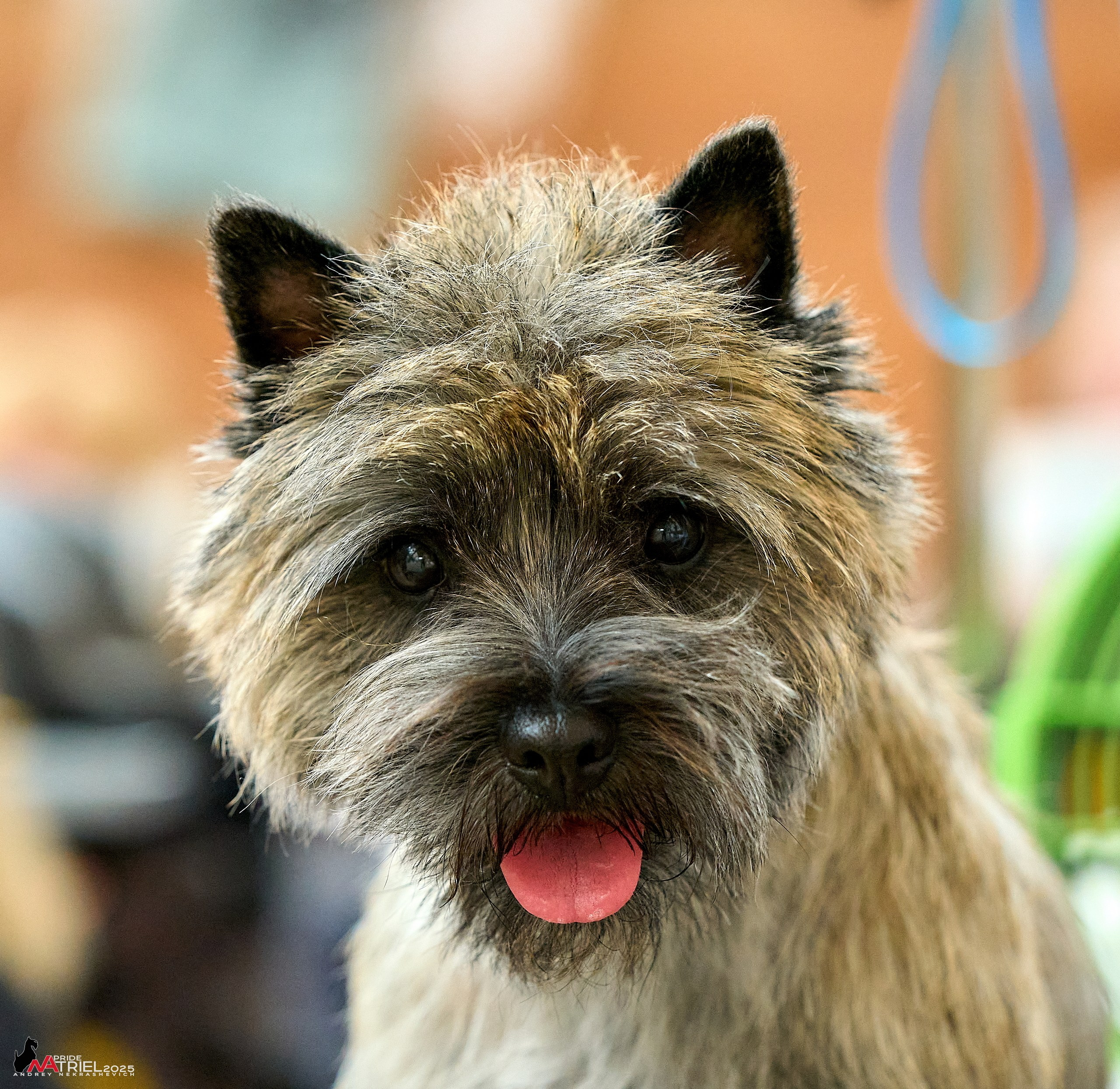 Выставка собак РОССИЯ — 2025