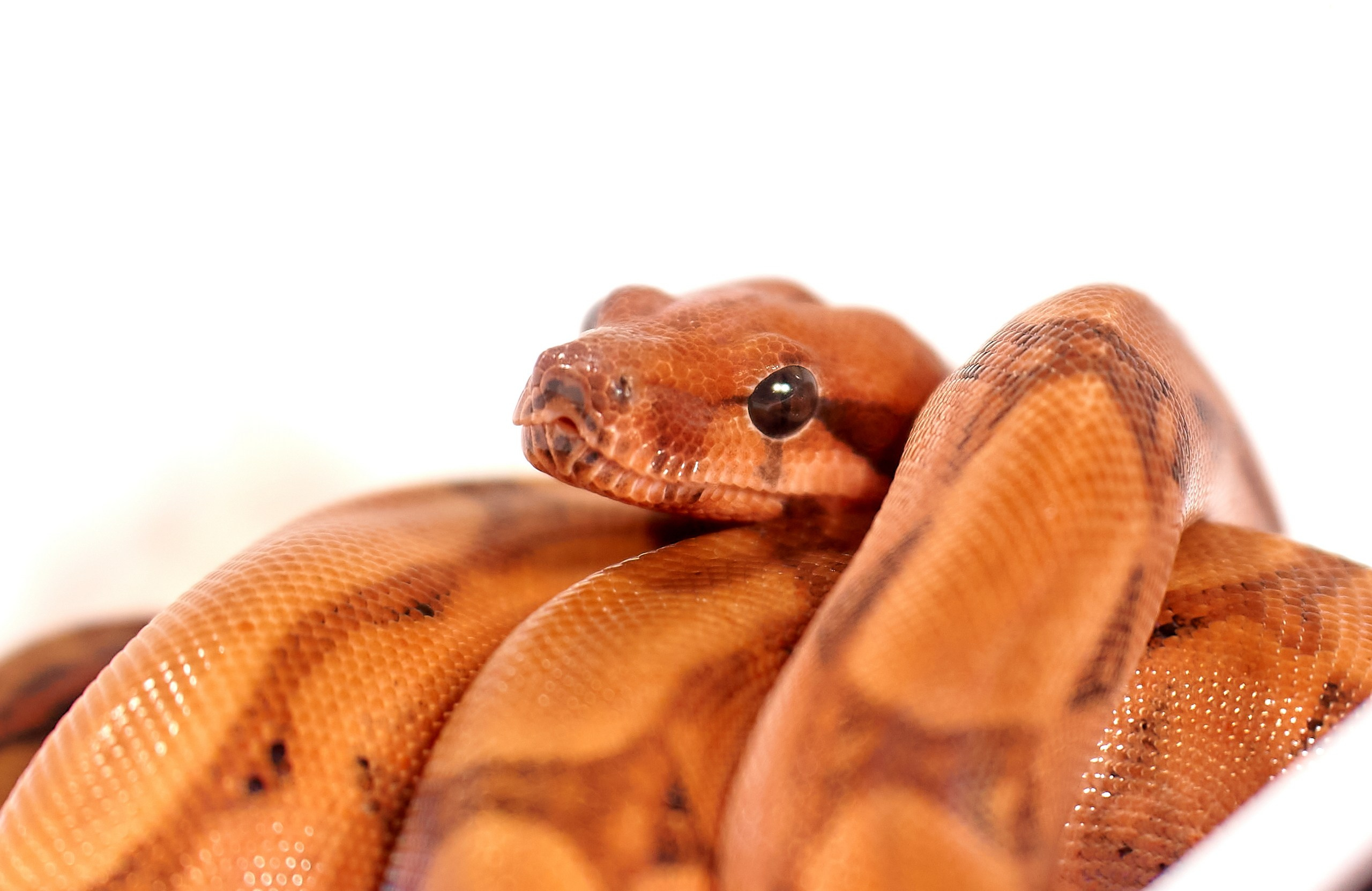 Рептилии — галерея NATRIEL