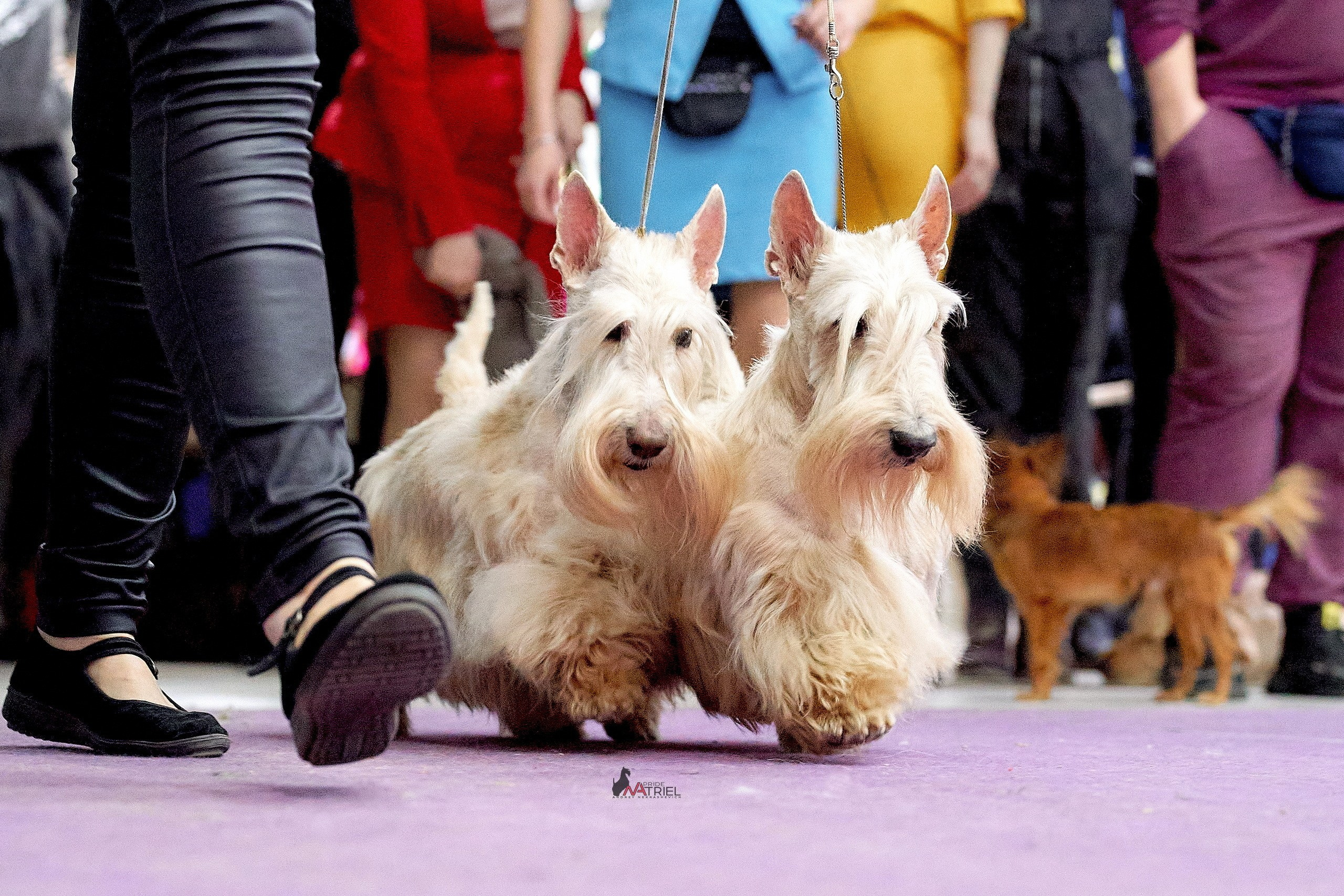 Работа в рингах — галерея NATRIEL