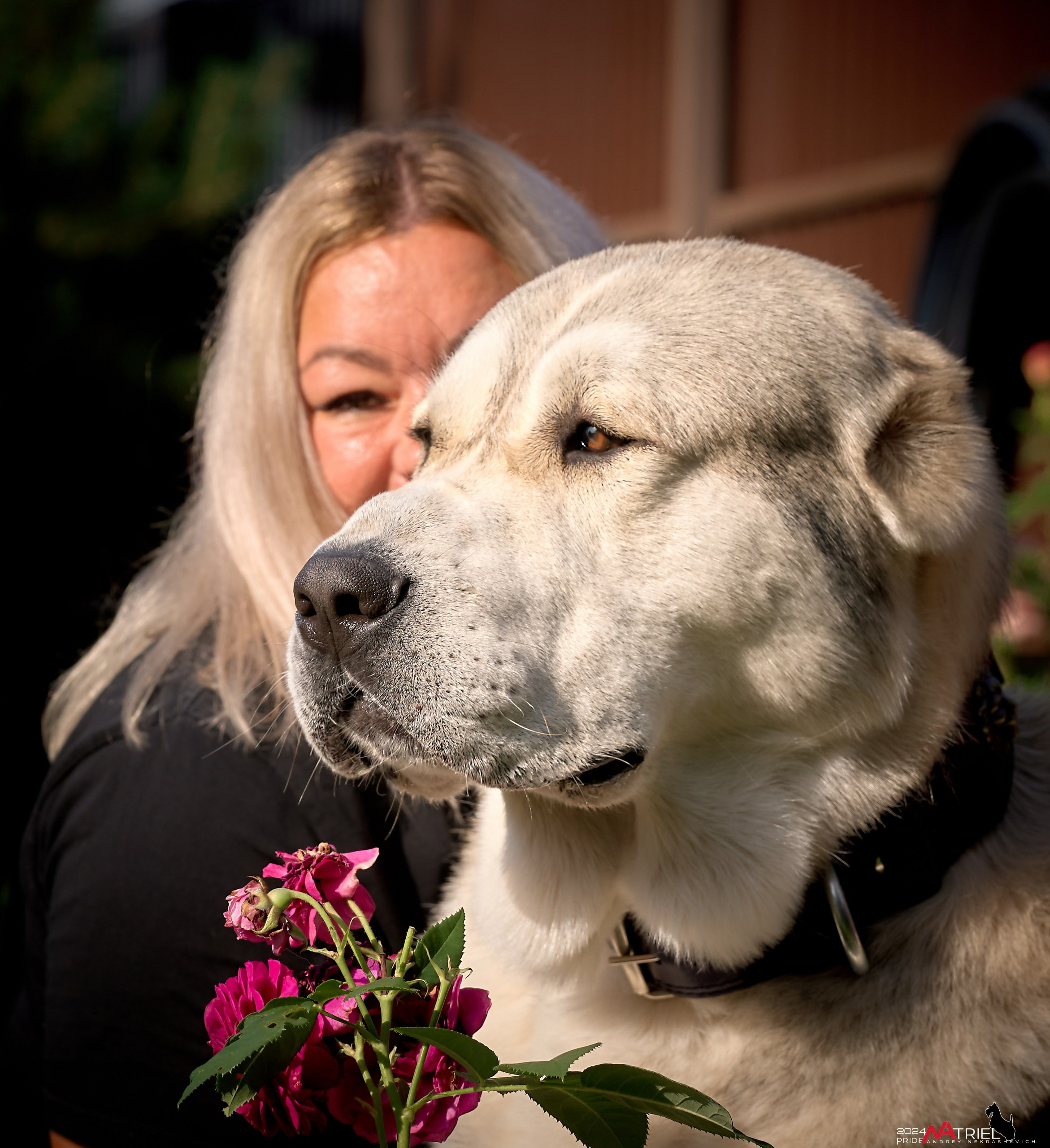 Съемка собак с выездом к Вам в дом