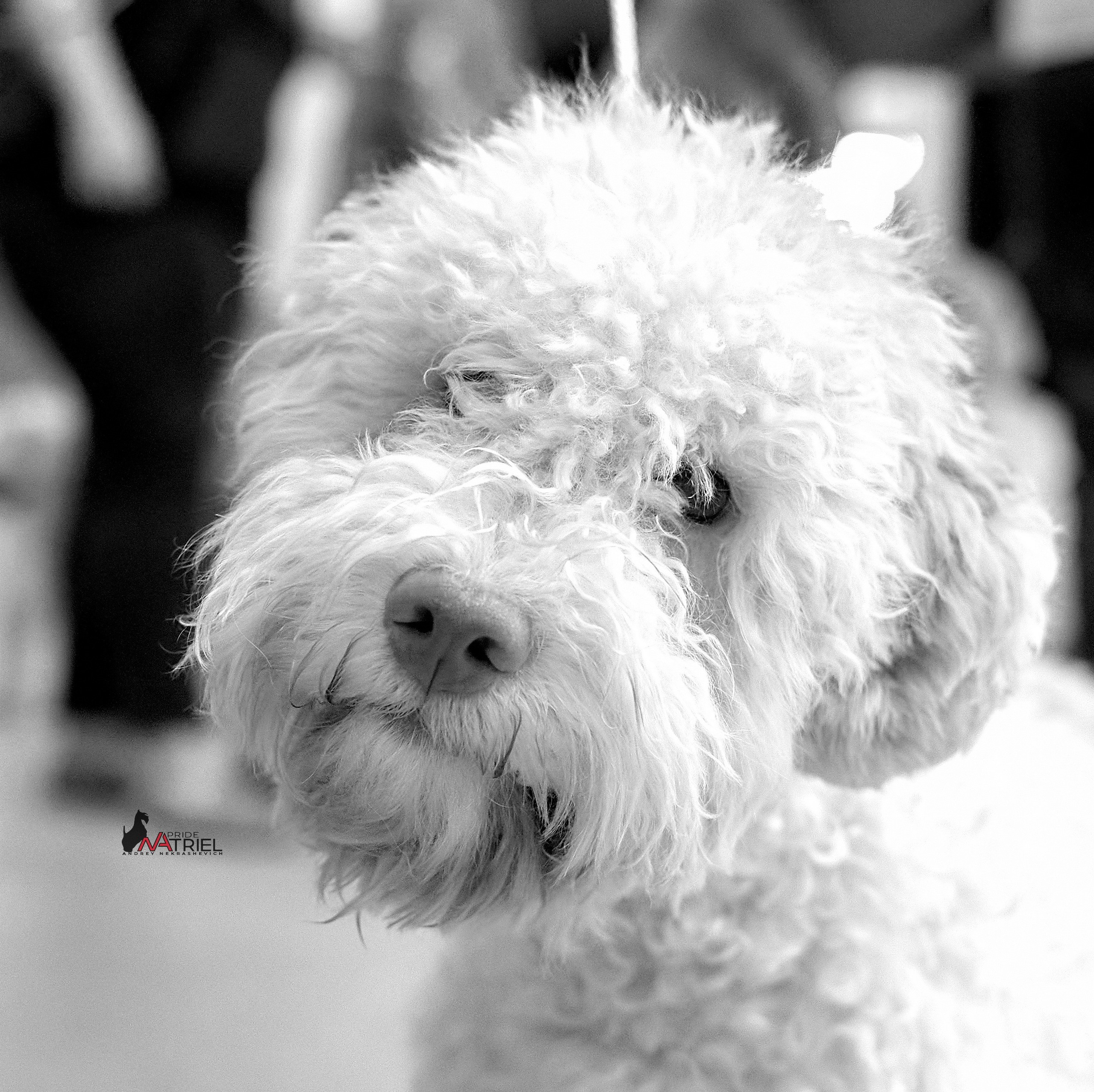 Портреты собак — галерея NATRIEL