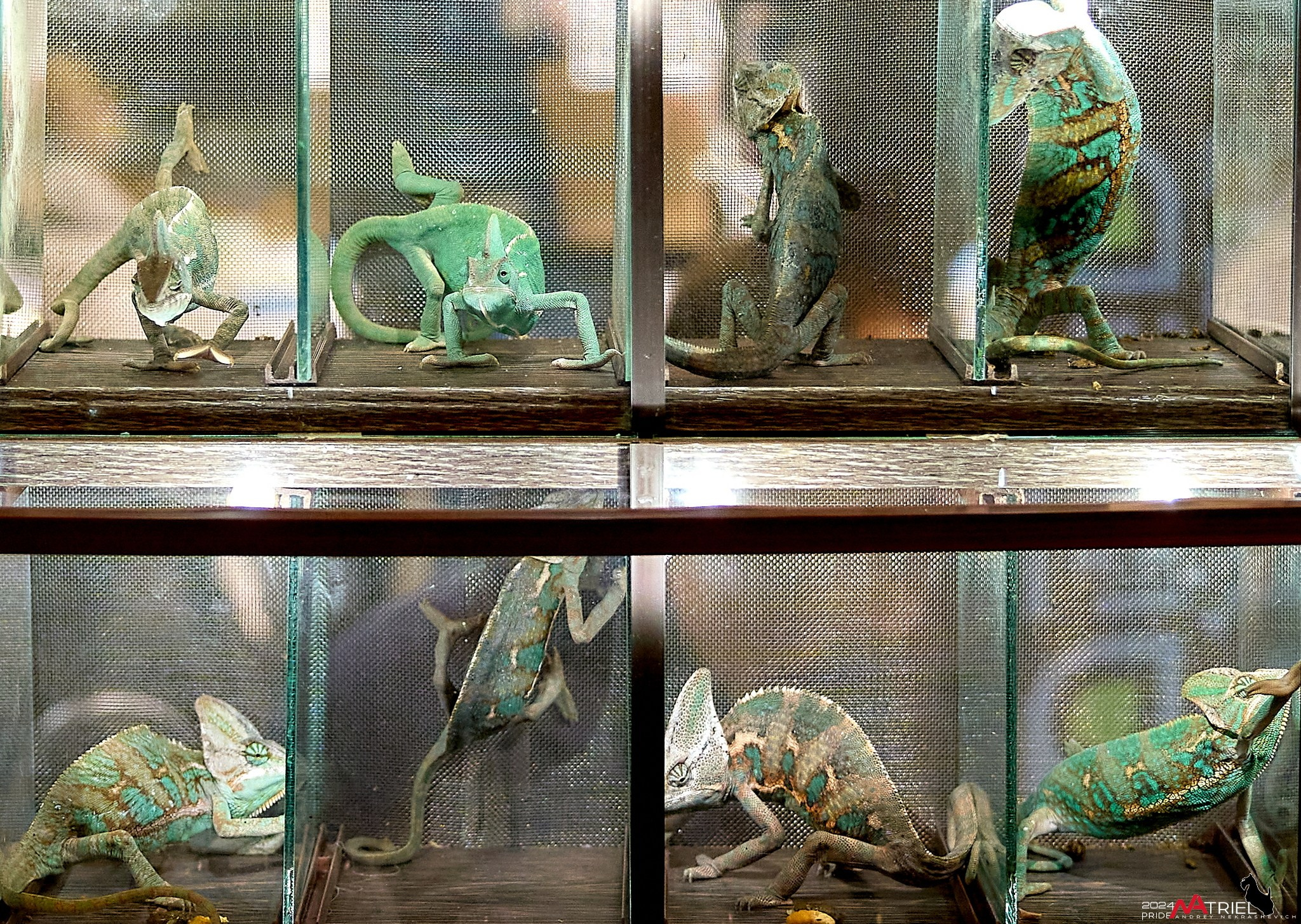 Выставки животных — галерея NATRIEL