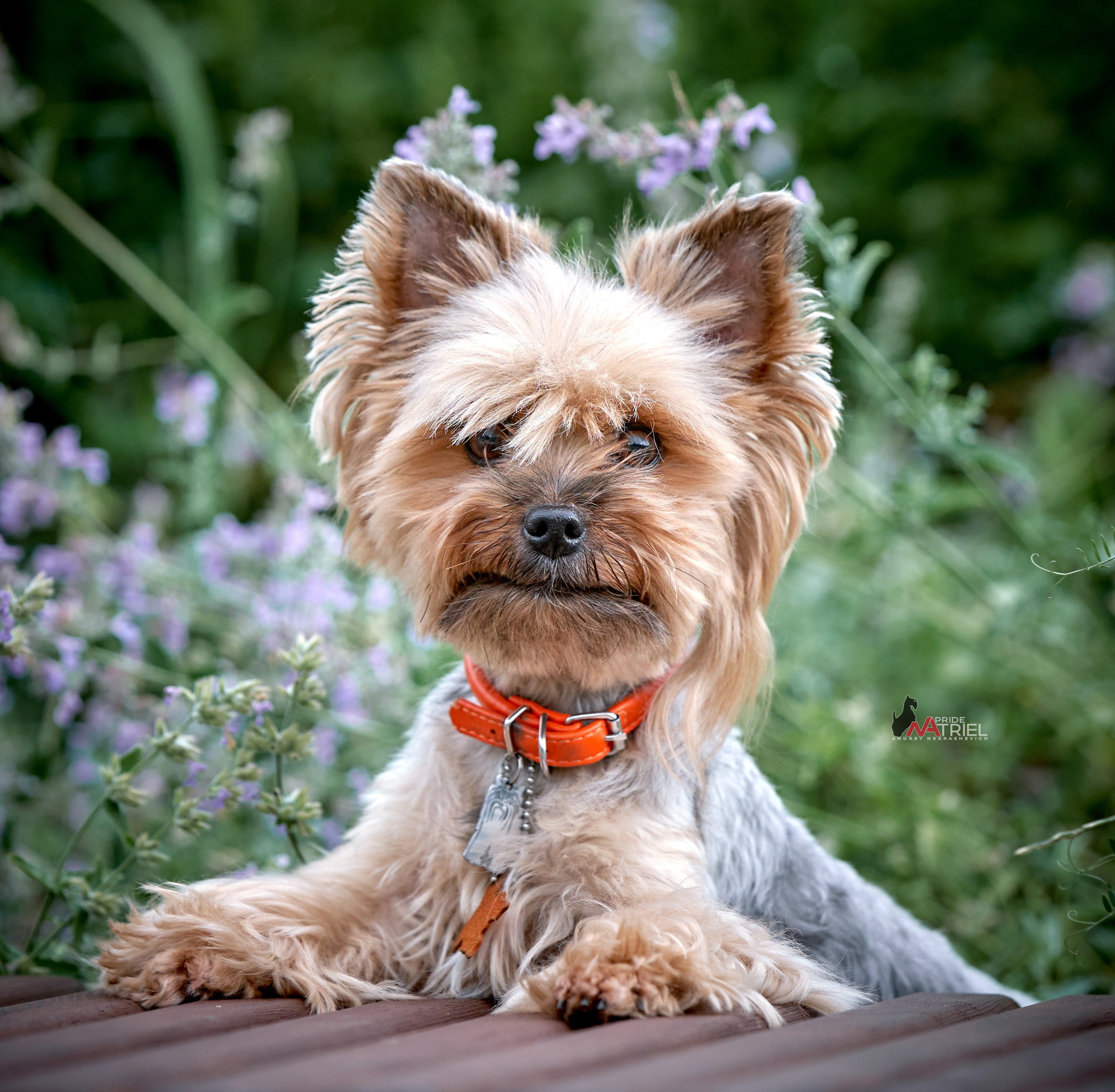 Йоркширский терьер Циля