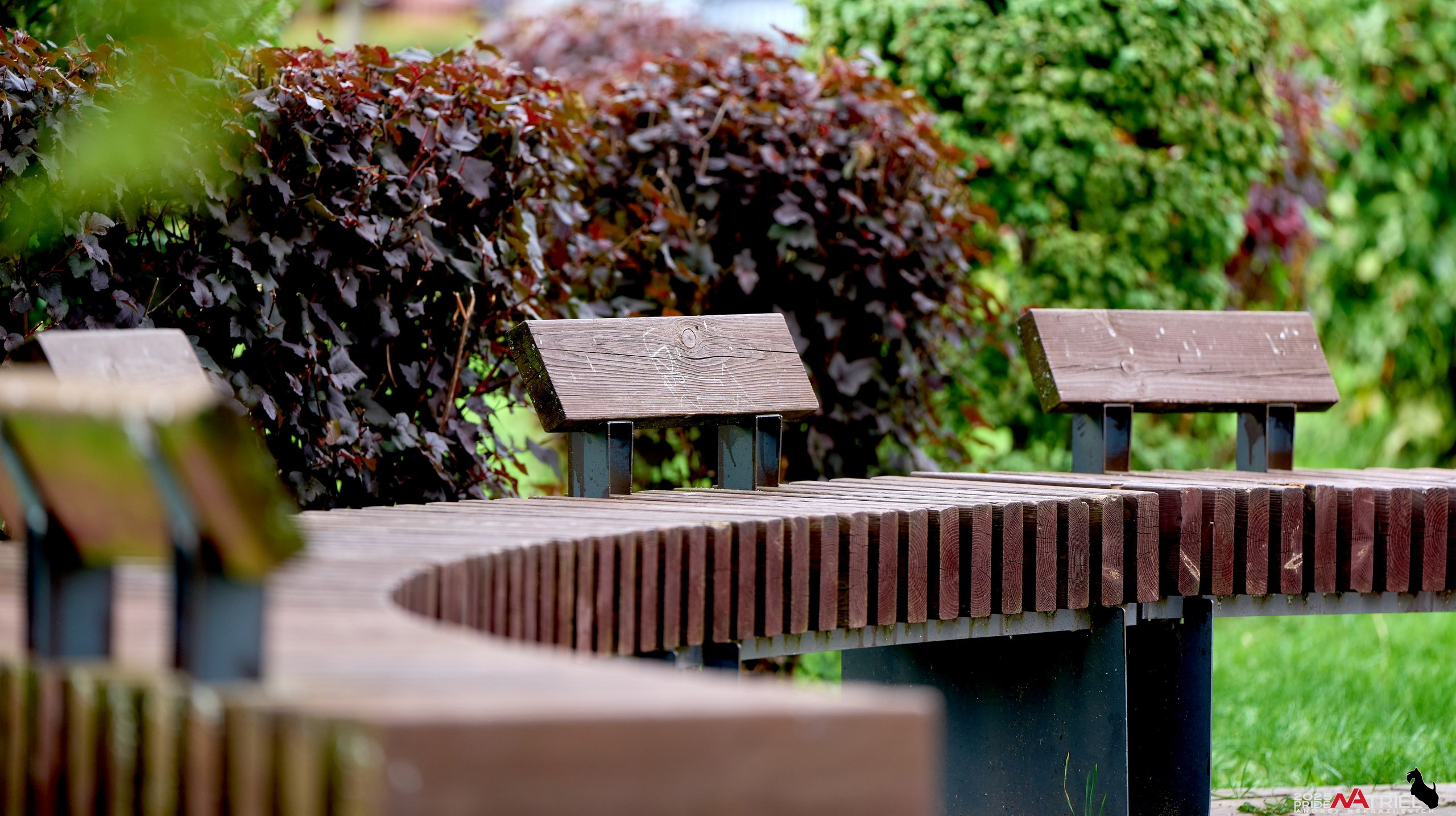 Утки на пруду