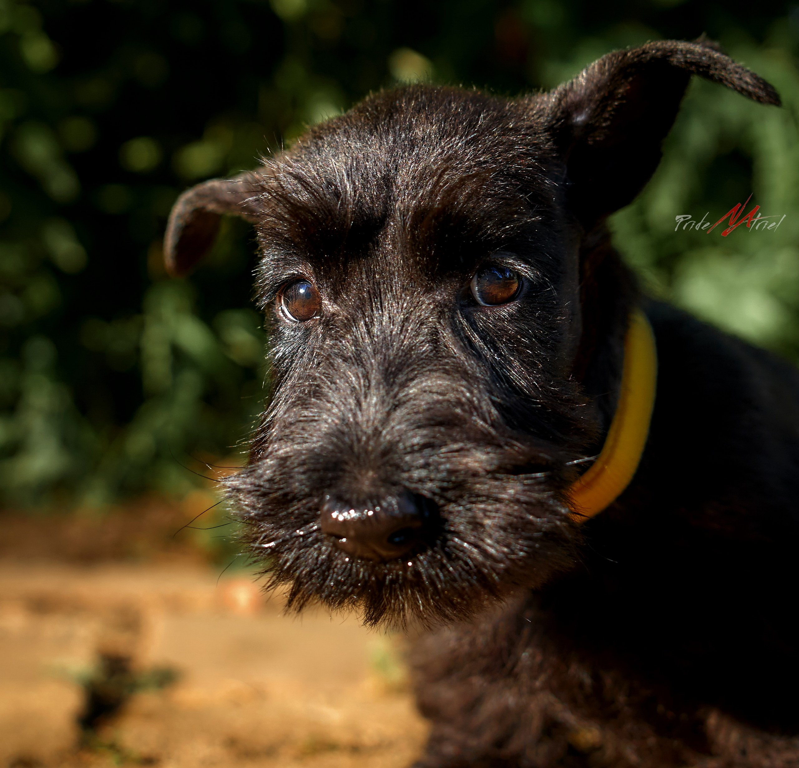 Щенки на прогулке — галерея NATRIEL
