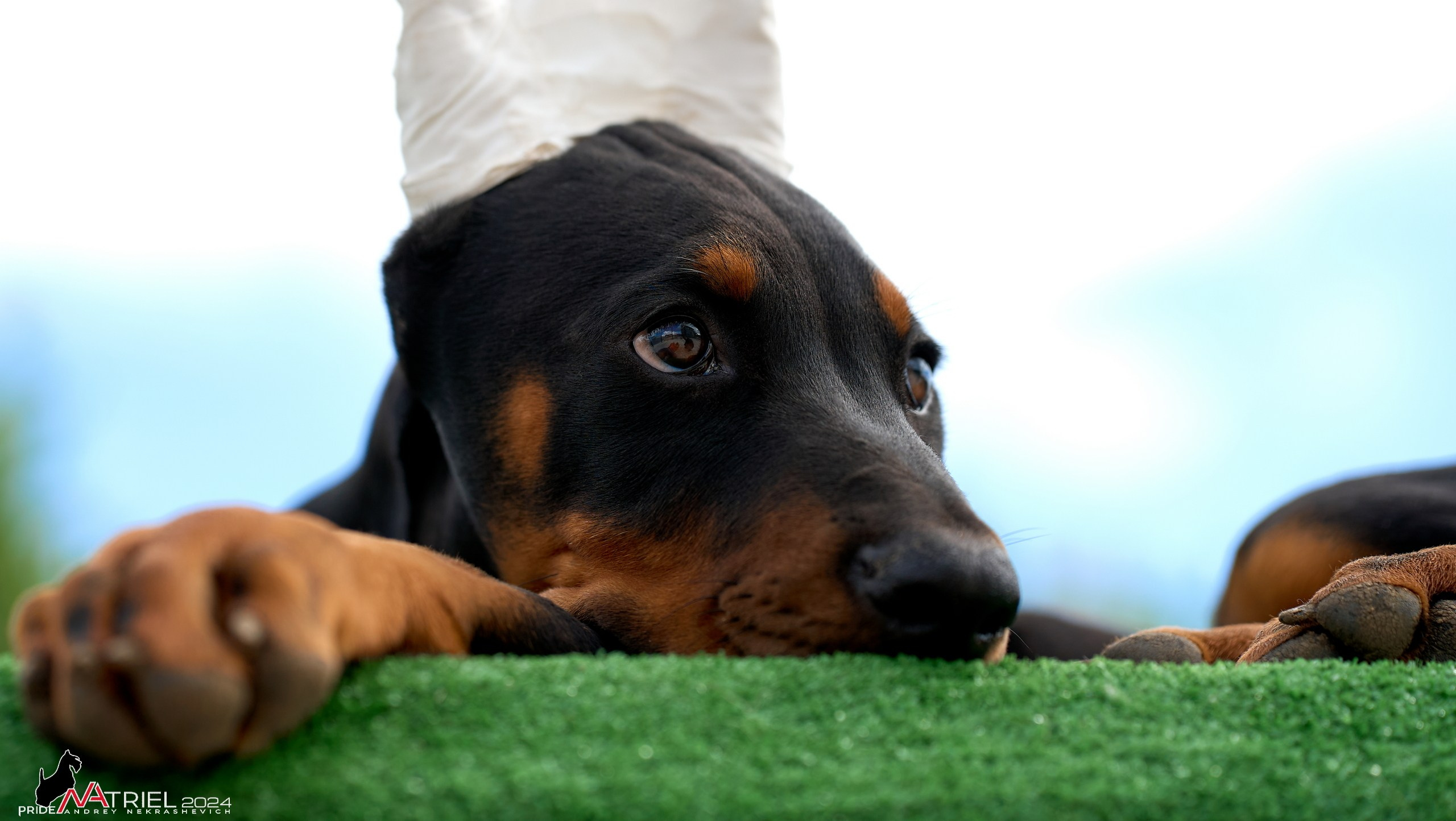 Съемка щенков доберманы