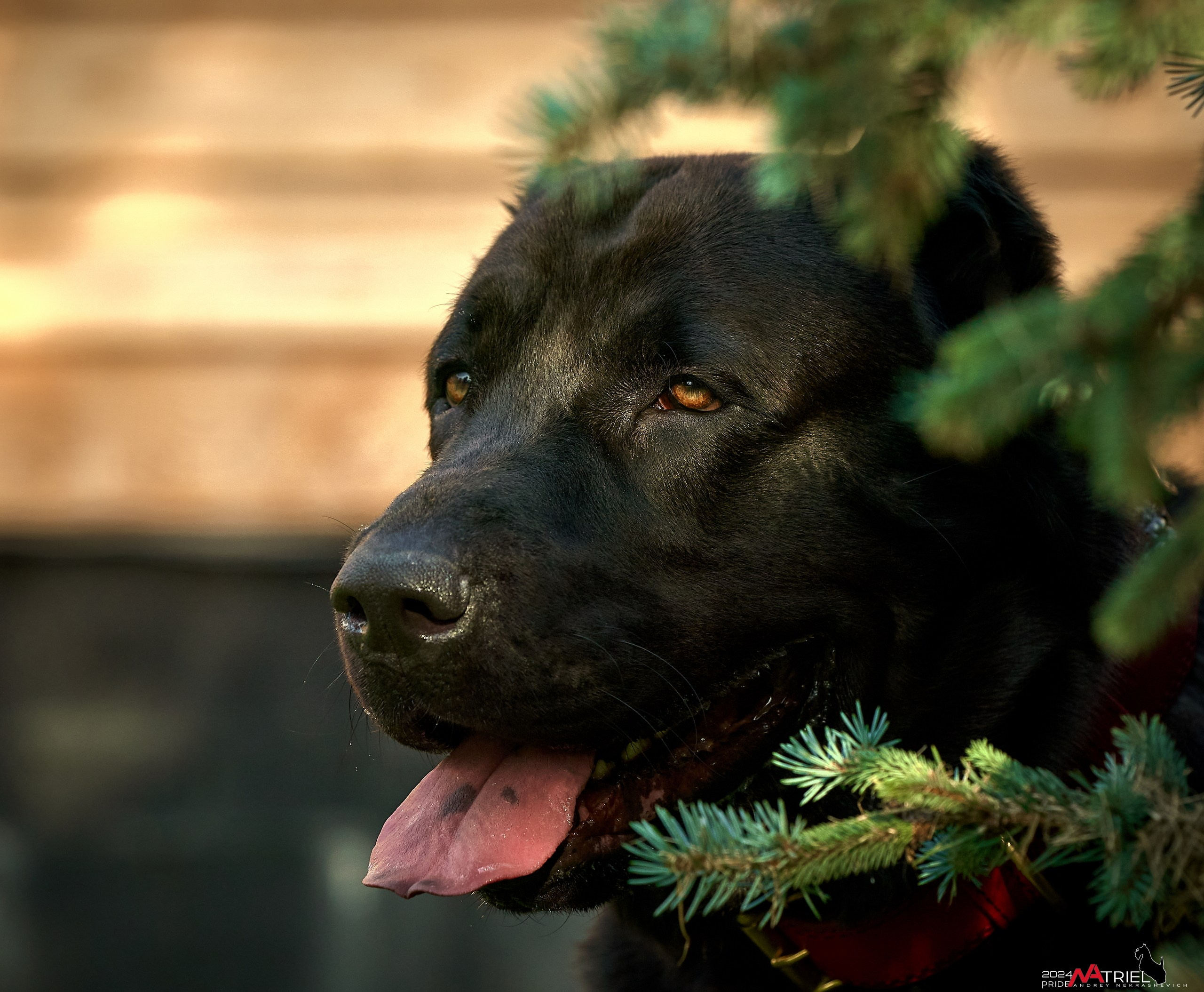 Съемка собак с выездом к Вам в дом