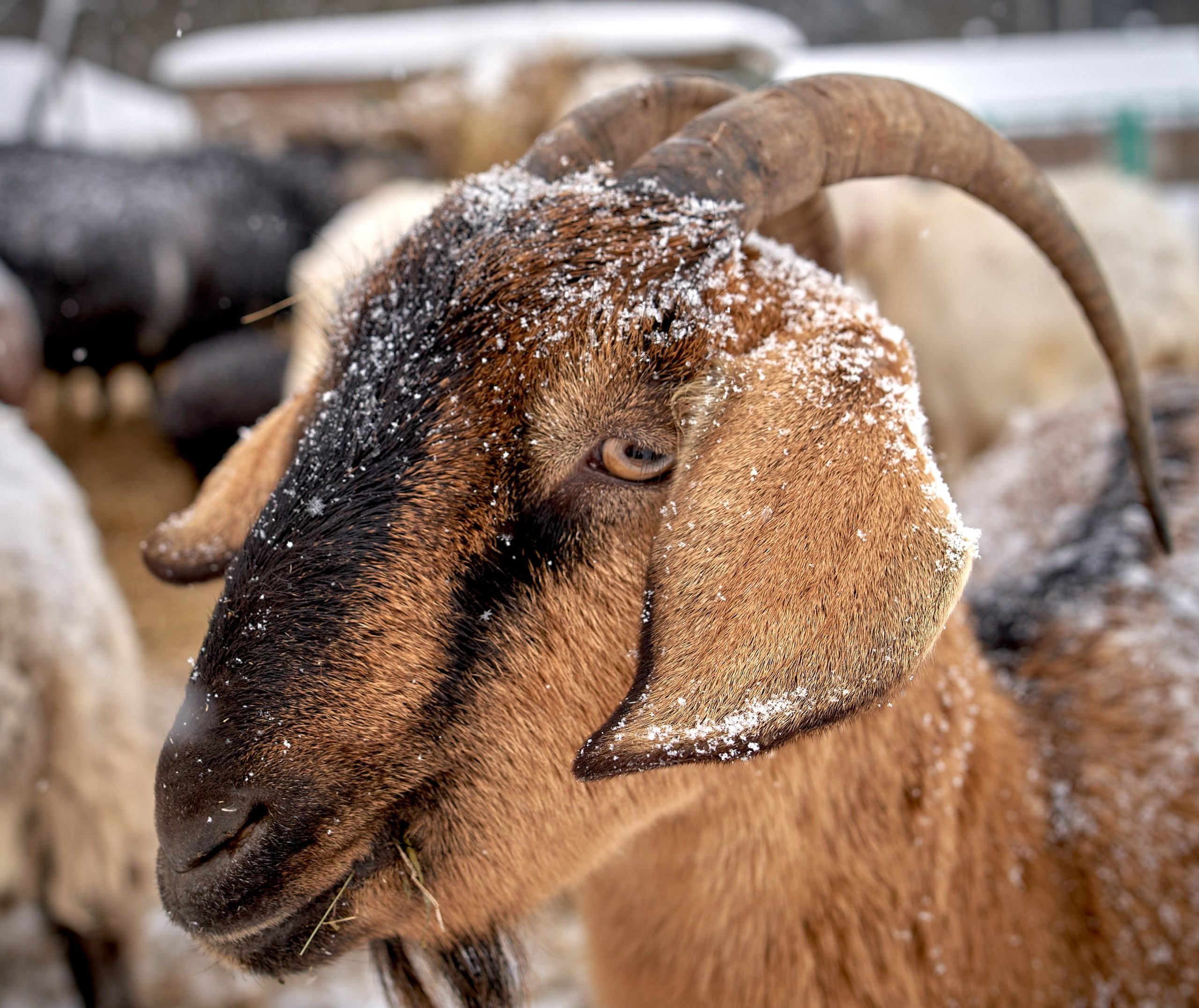 Животные — галерея NATRIEL