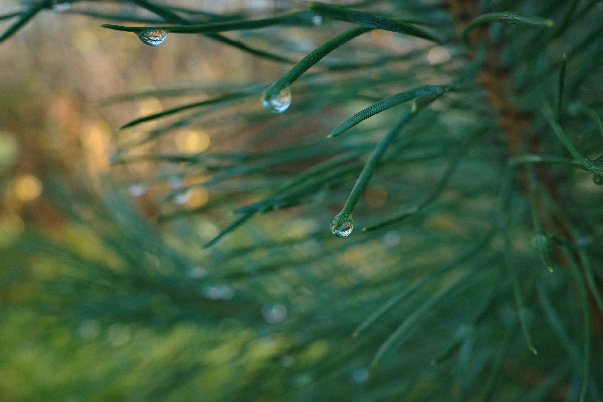 Галерея Ricoh GR3 HDF. Константин Устинов — фотограф