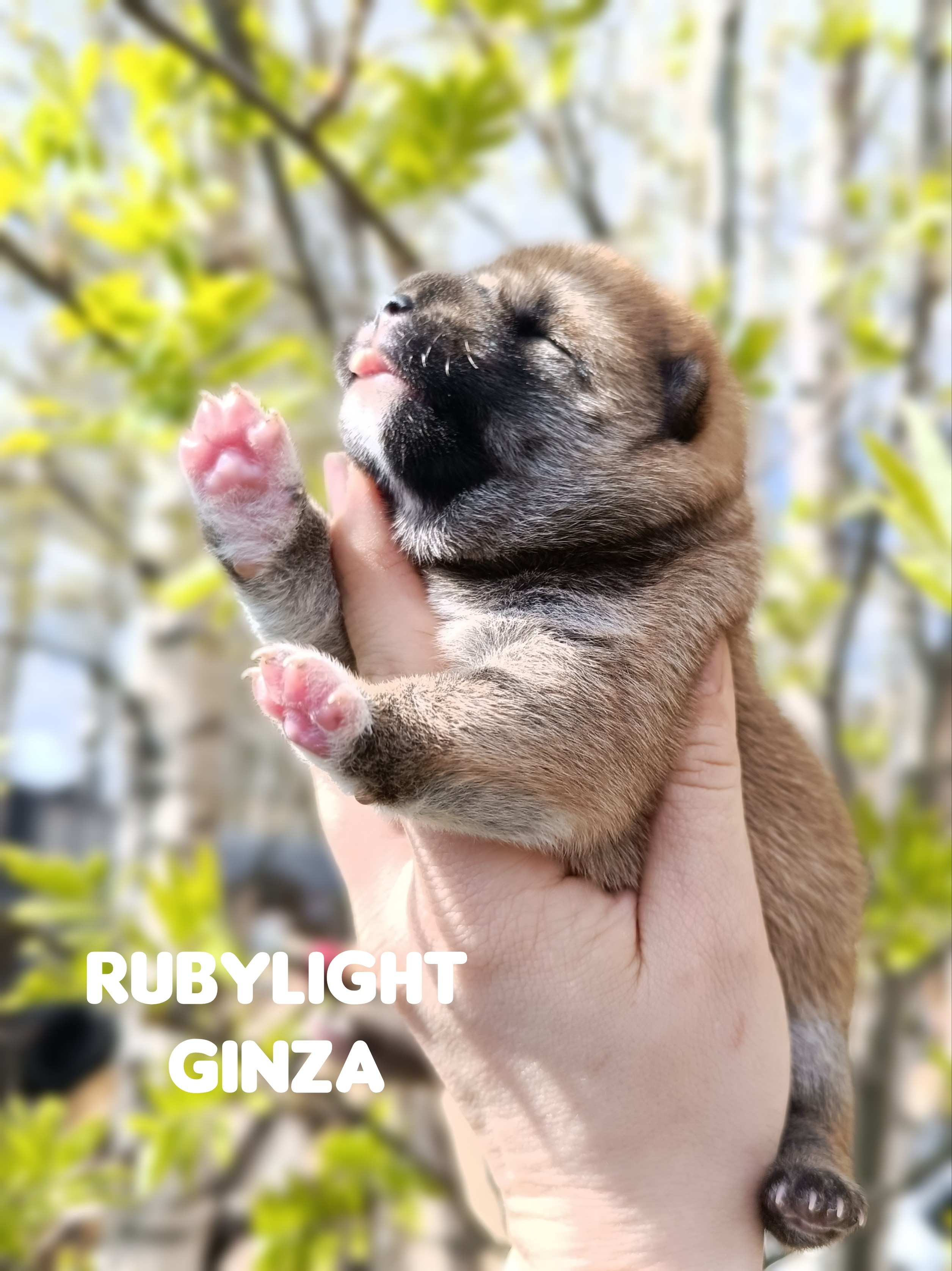 сиба питомник Рубилайт щенки на продажу rubylight  сиба щенки купить СПб Санкт-Петербург