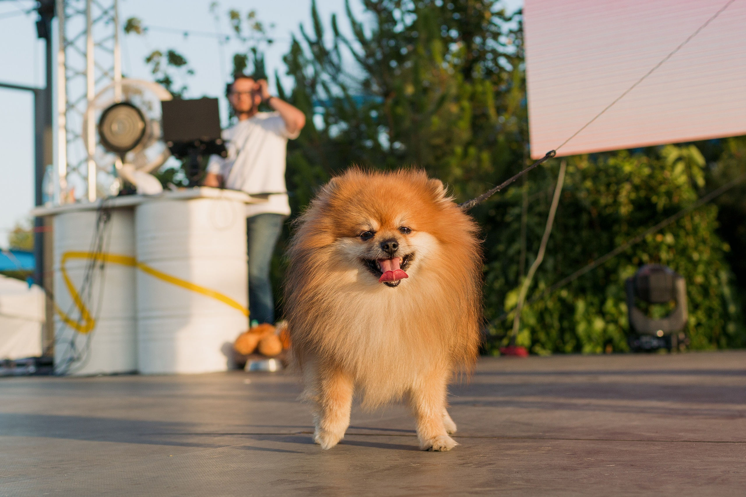 Dog Fest 2024. Главная