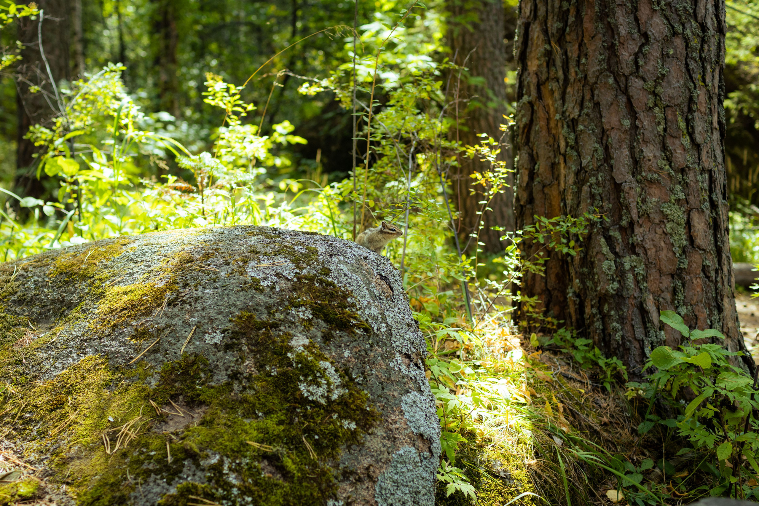 Красноярск (осень 2023). Фотограф Виноградов Константин