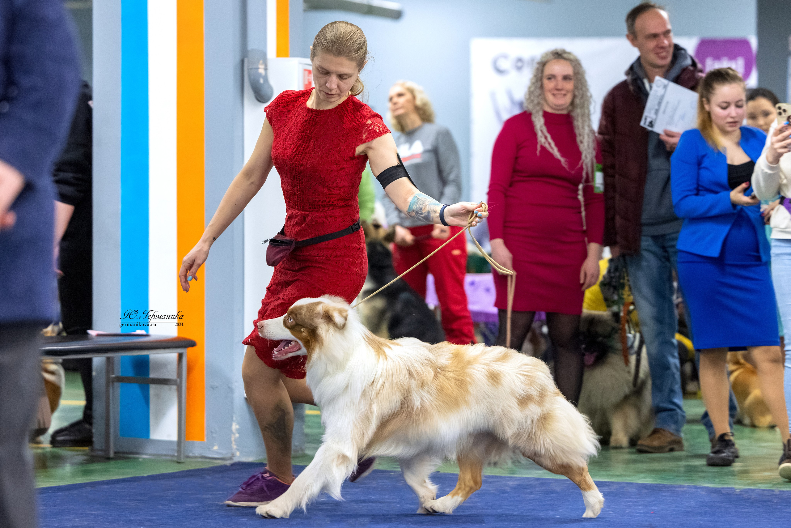 Сфера 08 и 10.03.2024 2хмоно ротвейлеров+2хмоно сао. Фотограф-анималист Юлия Германика