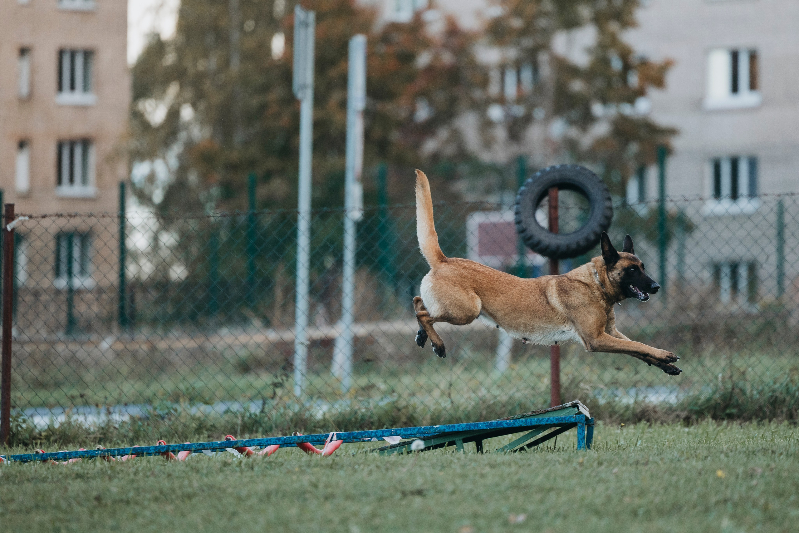 Испытания по мондьорингу г. Пушкин 29.09.2024. Фотограф-анималист Анна Маринич