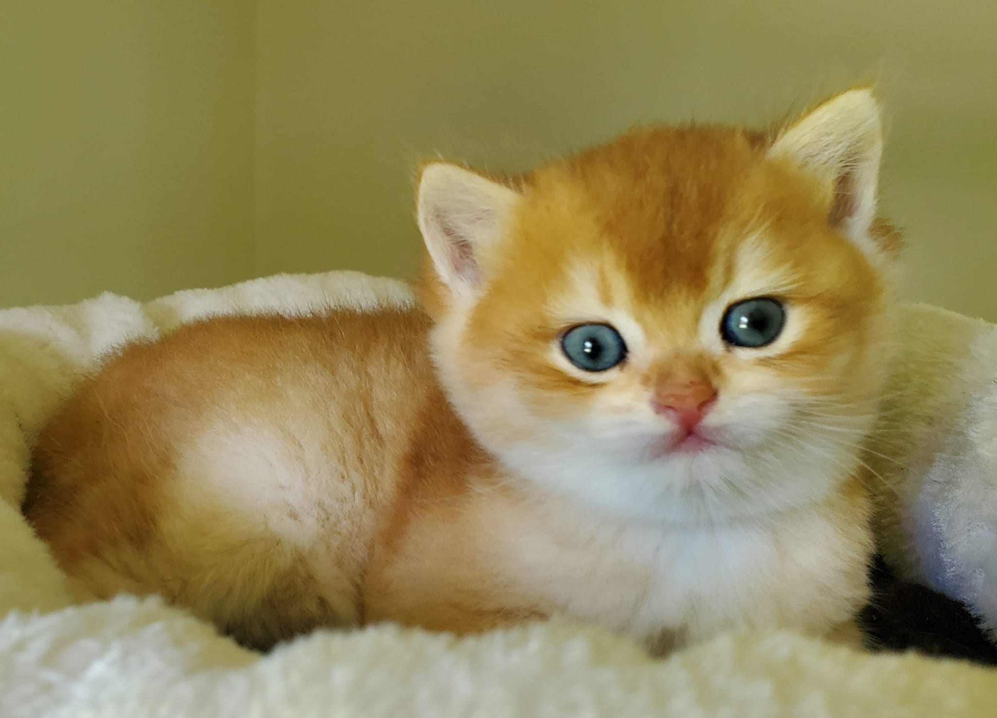 Bari, male, DB-03.23.25, sold. British shorhair Cats