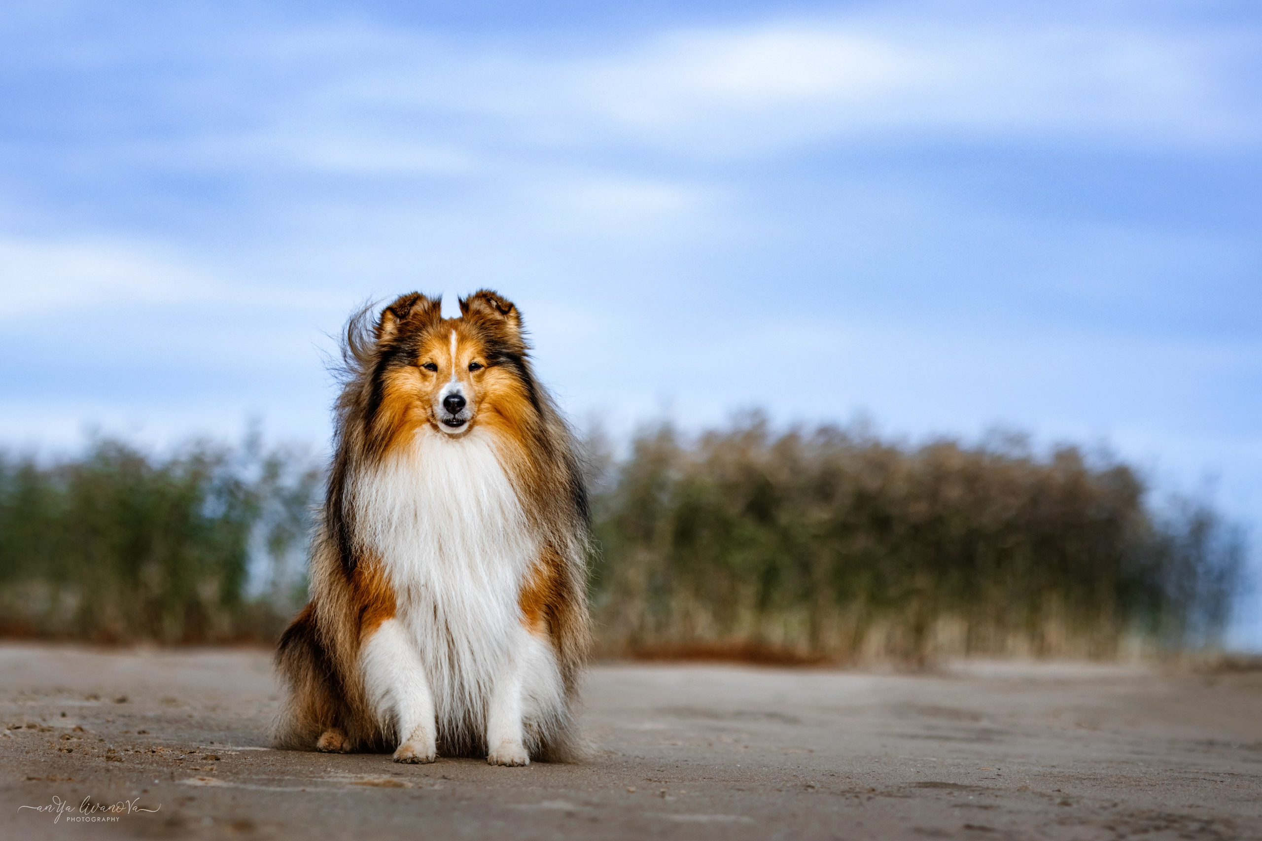 Рома. Фотограф анималист Аня Ливанова | Рыбинск