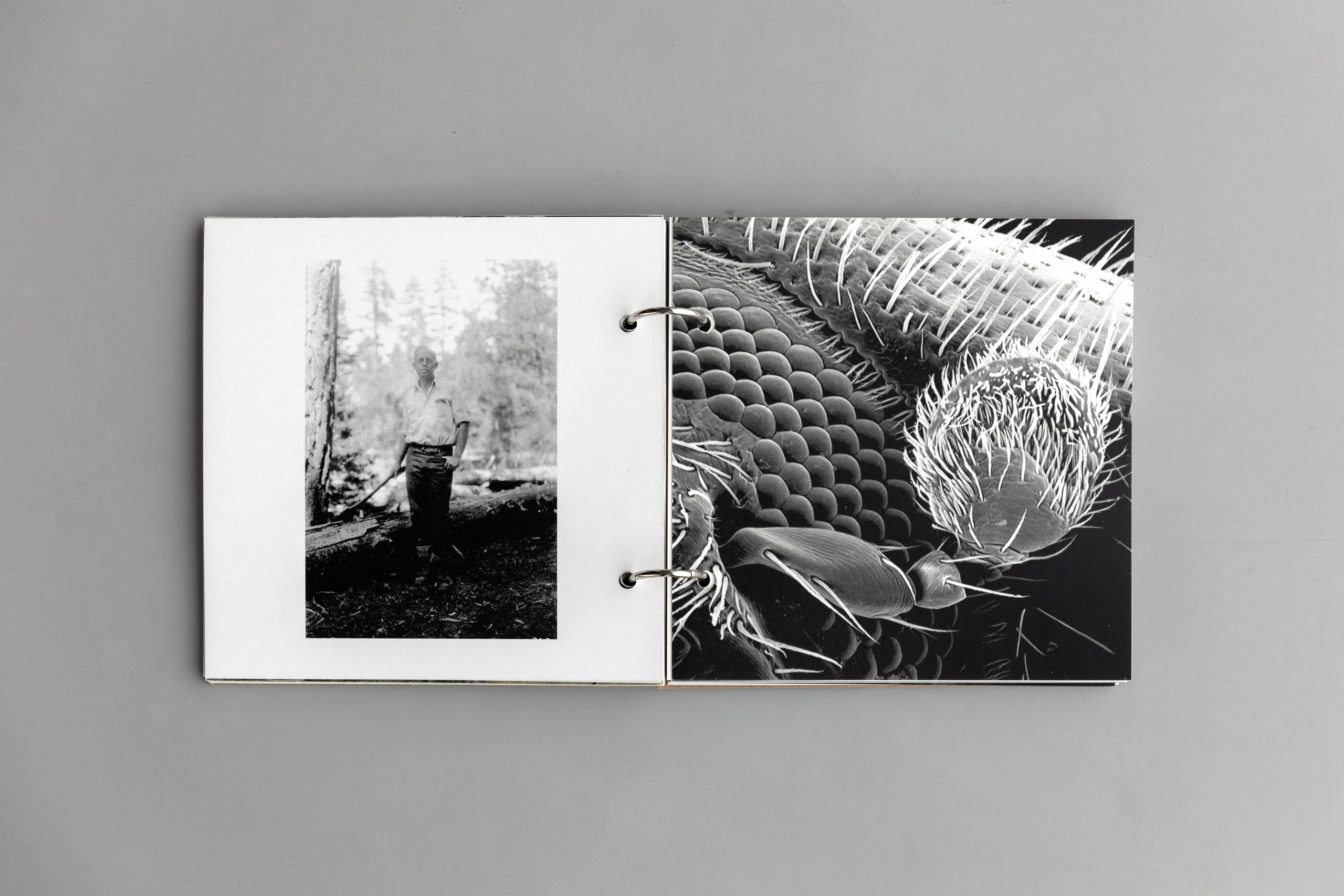 Beetlemania. Лера Круглова